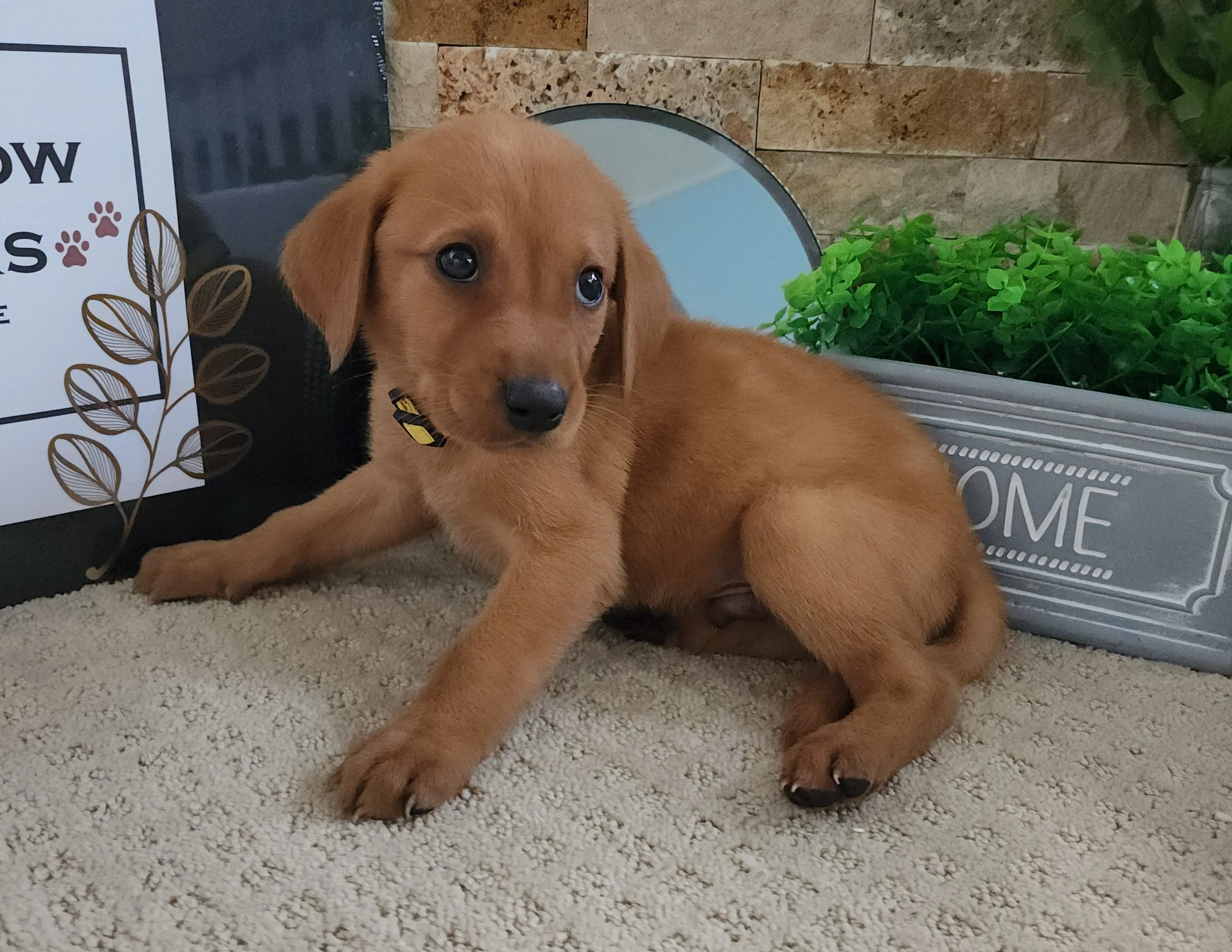 Fox Red Labrador Retriever Puppy in Minnesota
