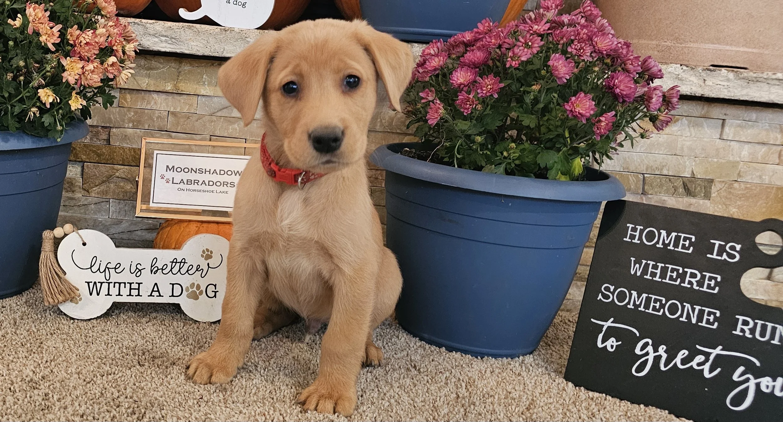 Seven-Week-Old Male AKC Registered Yellow Fox Red Labrador Retriever Puppy