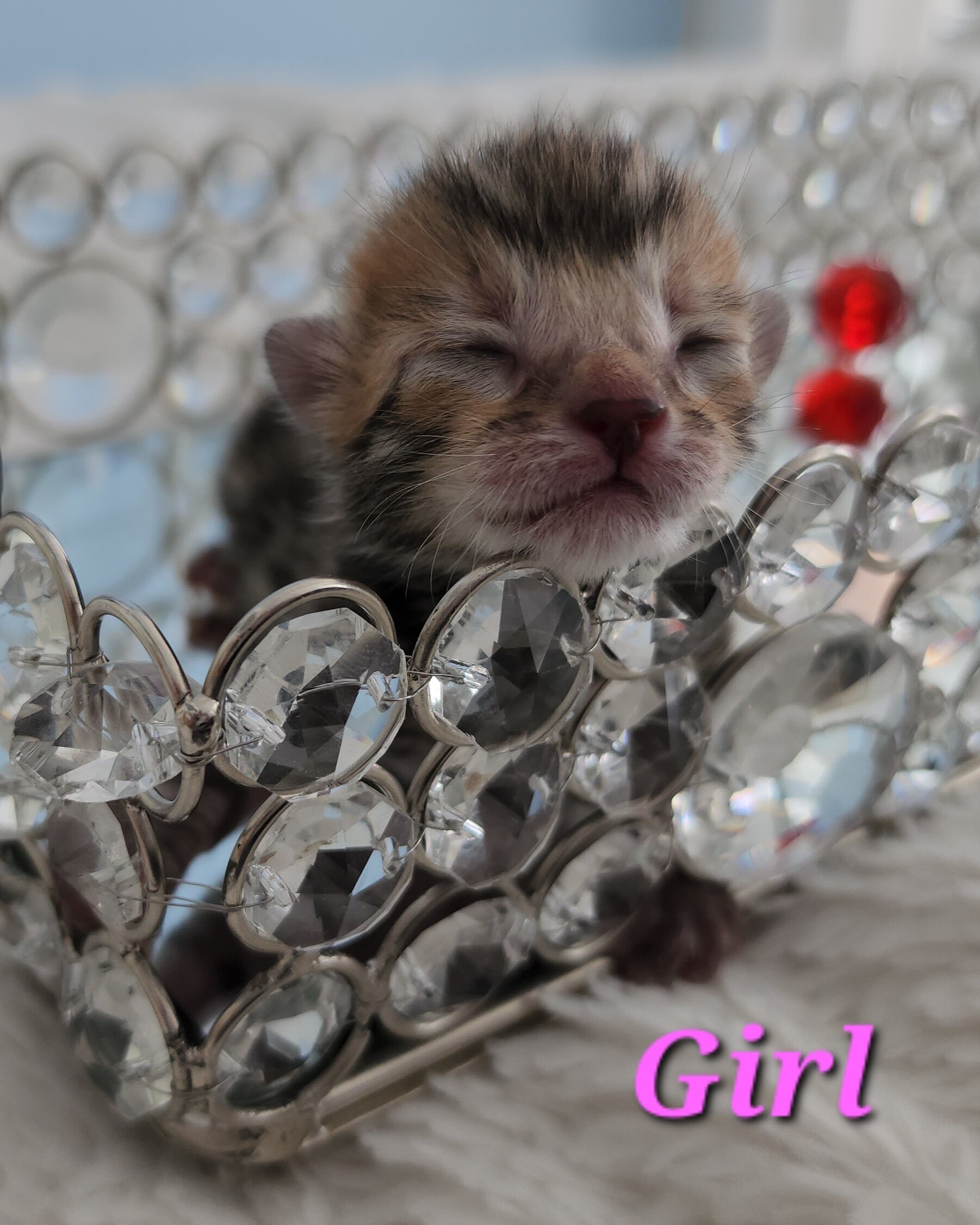 Purebred Brown Rosette Bengal Kitten in Minnesota