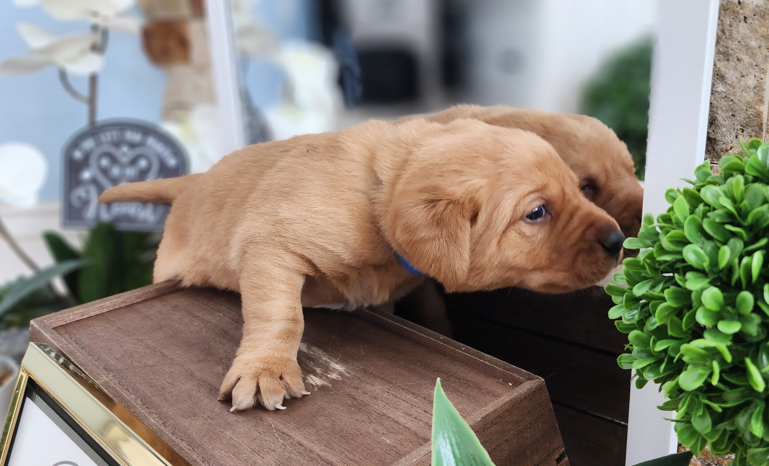 AKC Yellow Fox Red Labrador Retriever Puppies Available in Minnesota