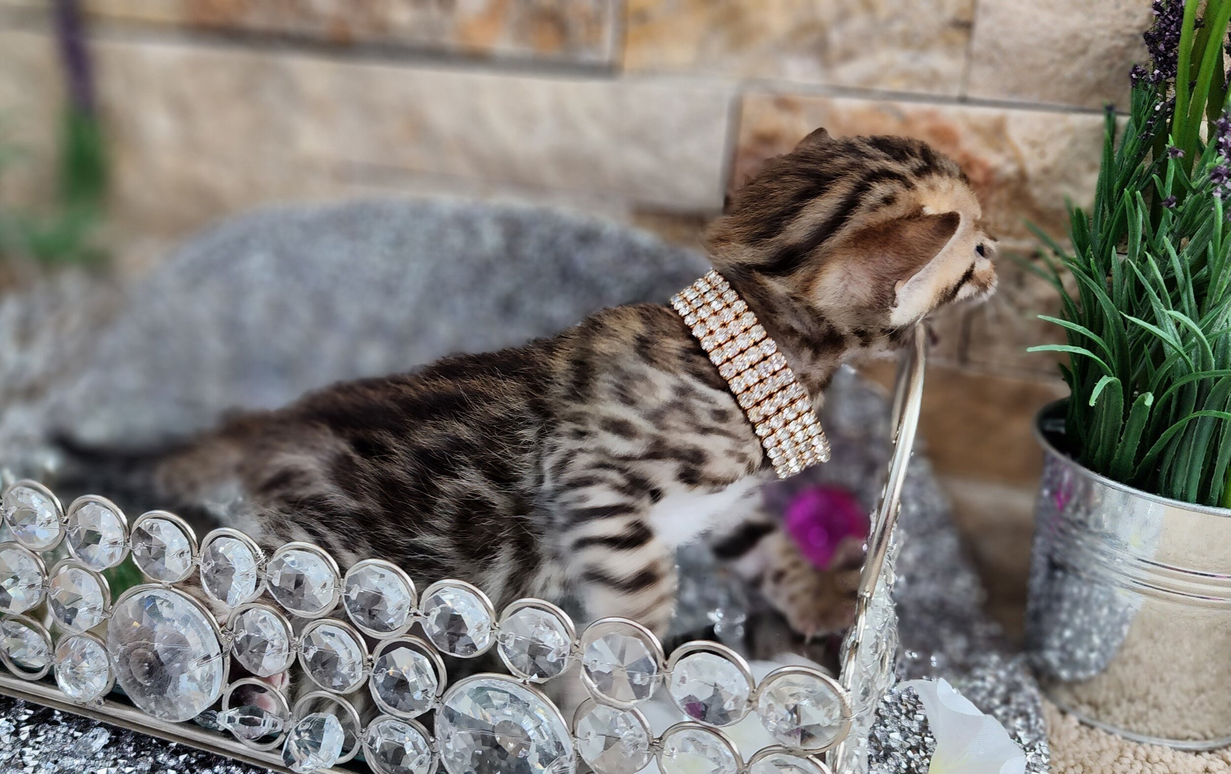 Purebred TICA Registered Female Brown Rosette Bengal Kitten Available in Minnesota