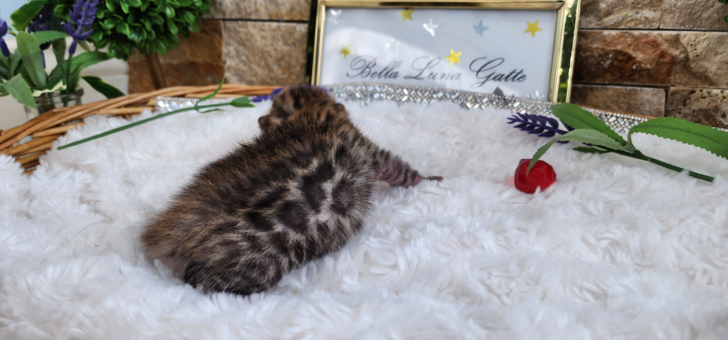 Purebred TICA Registered Female Snow Rosette Bengal Kitten in Minnesota