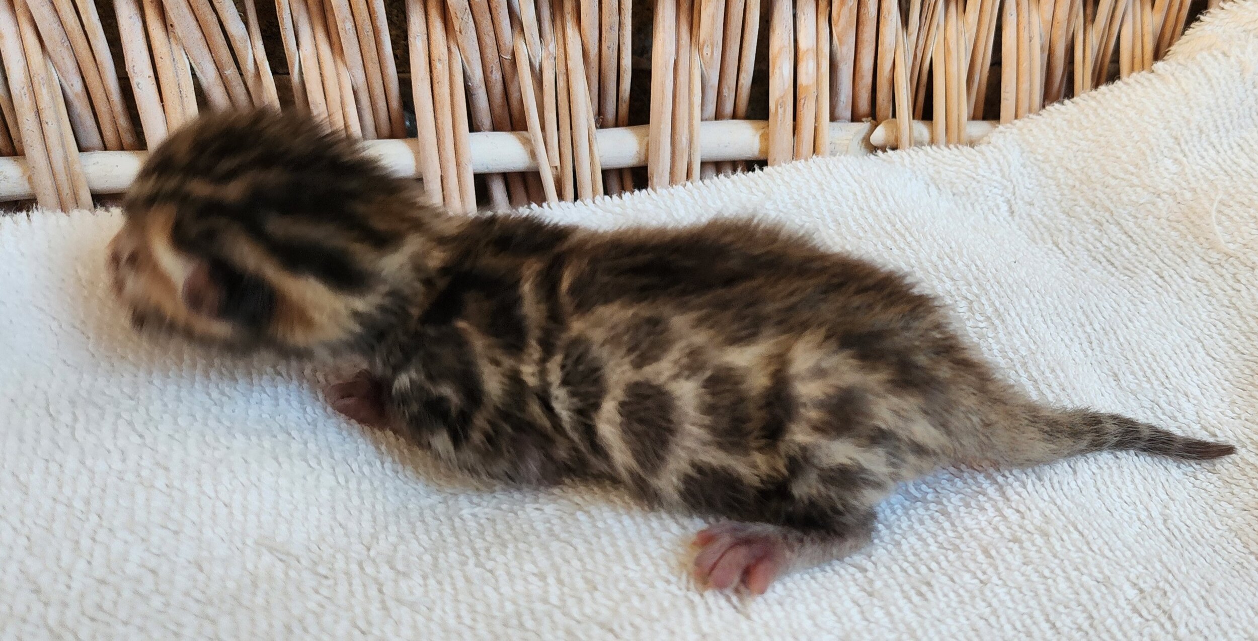 Purebred TICA Registered Female Brown Rosette Bengal Kitten Available in Minnesota