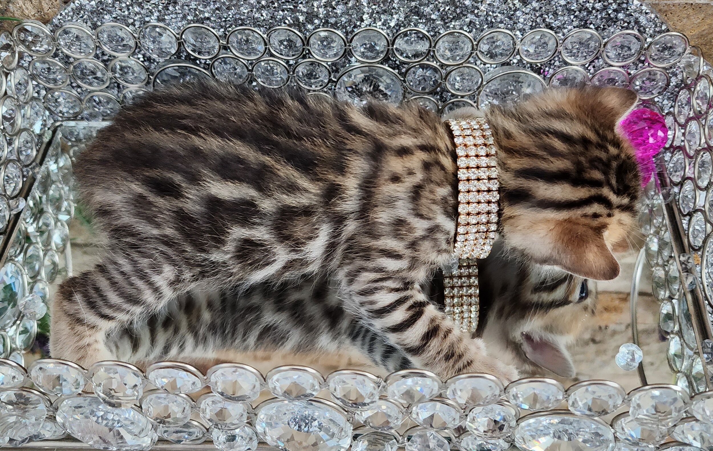 Purebred TICA Registered Female Brown Rosette Bengal Kitten Available in Minnesota