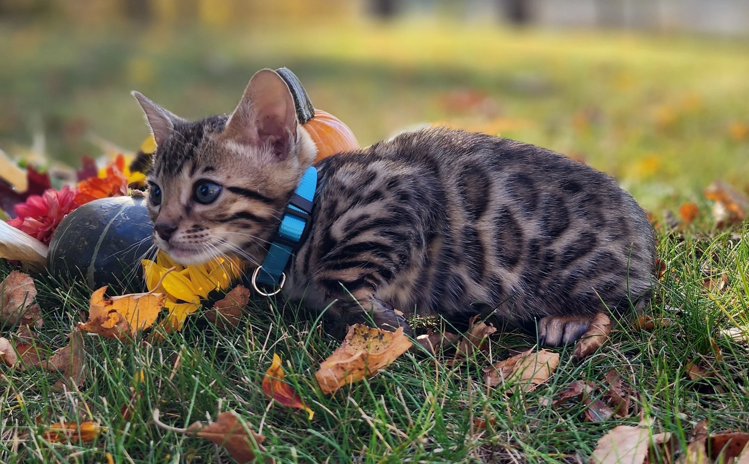 Male Brown/Black Rosette Bengal in Minnesota
