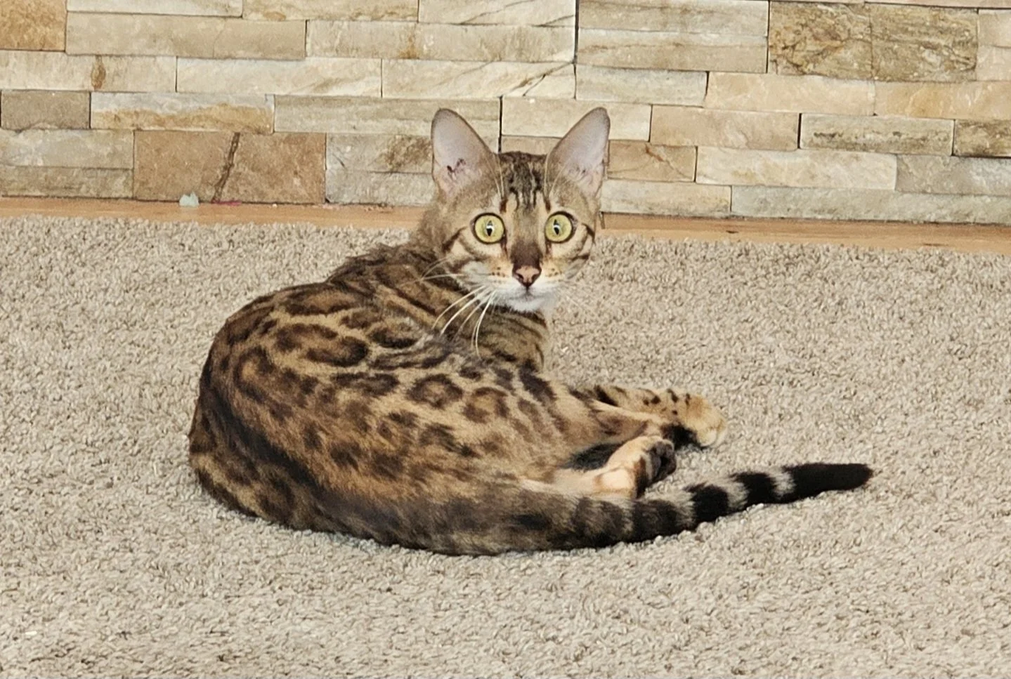 Female Brown Rosette Bengal Cat