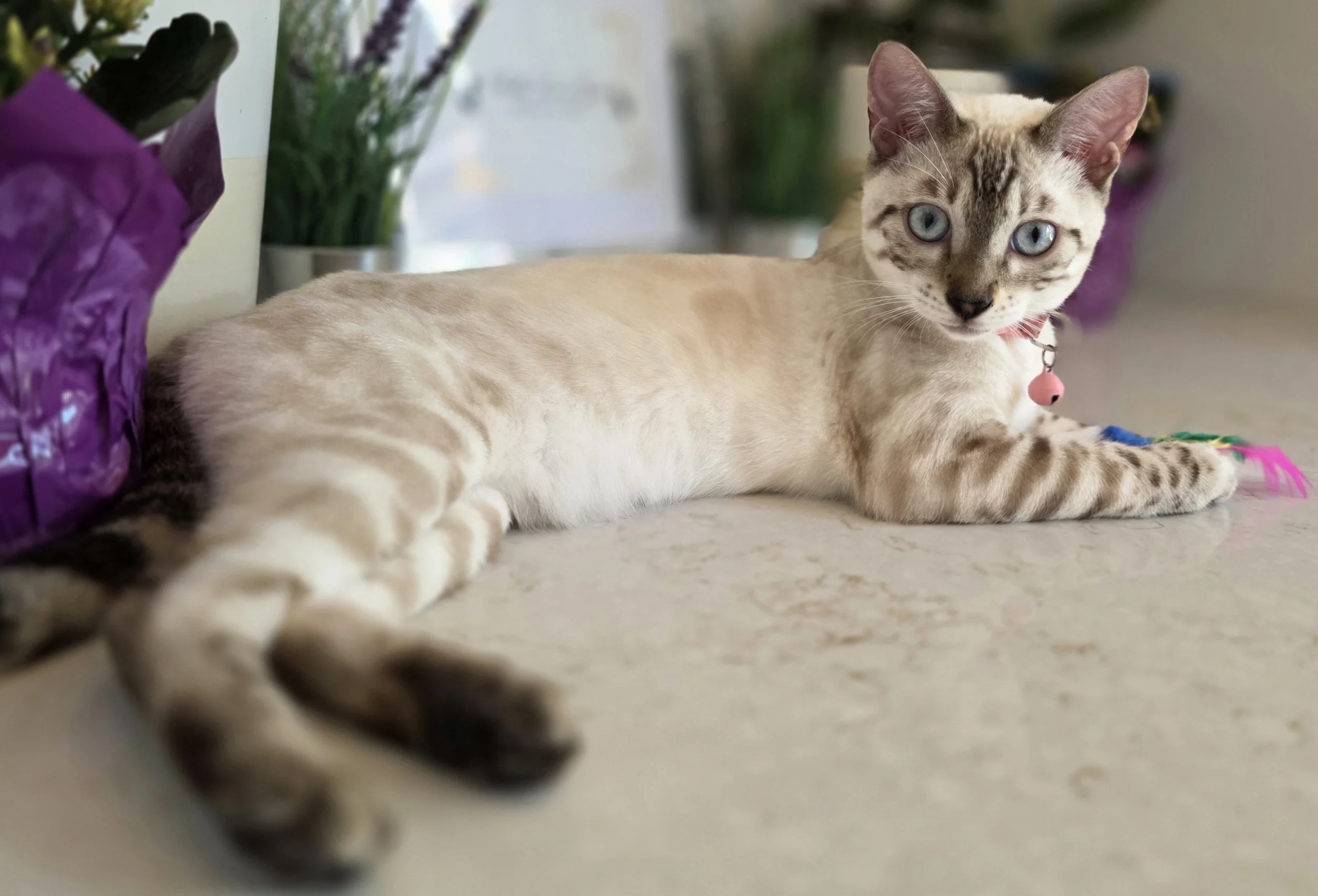 Female Snow Lynx Bengal Kitten 