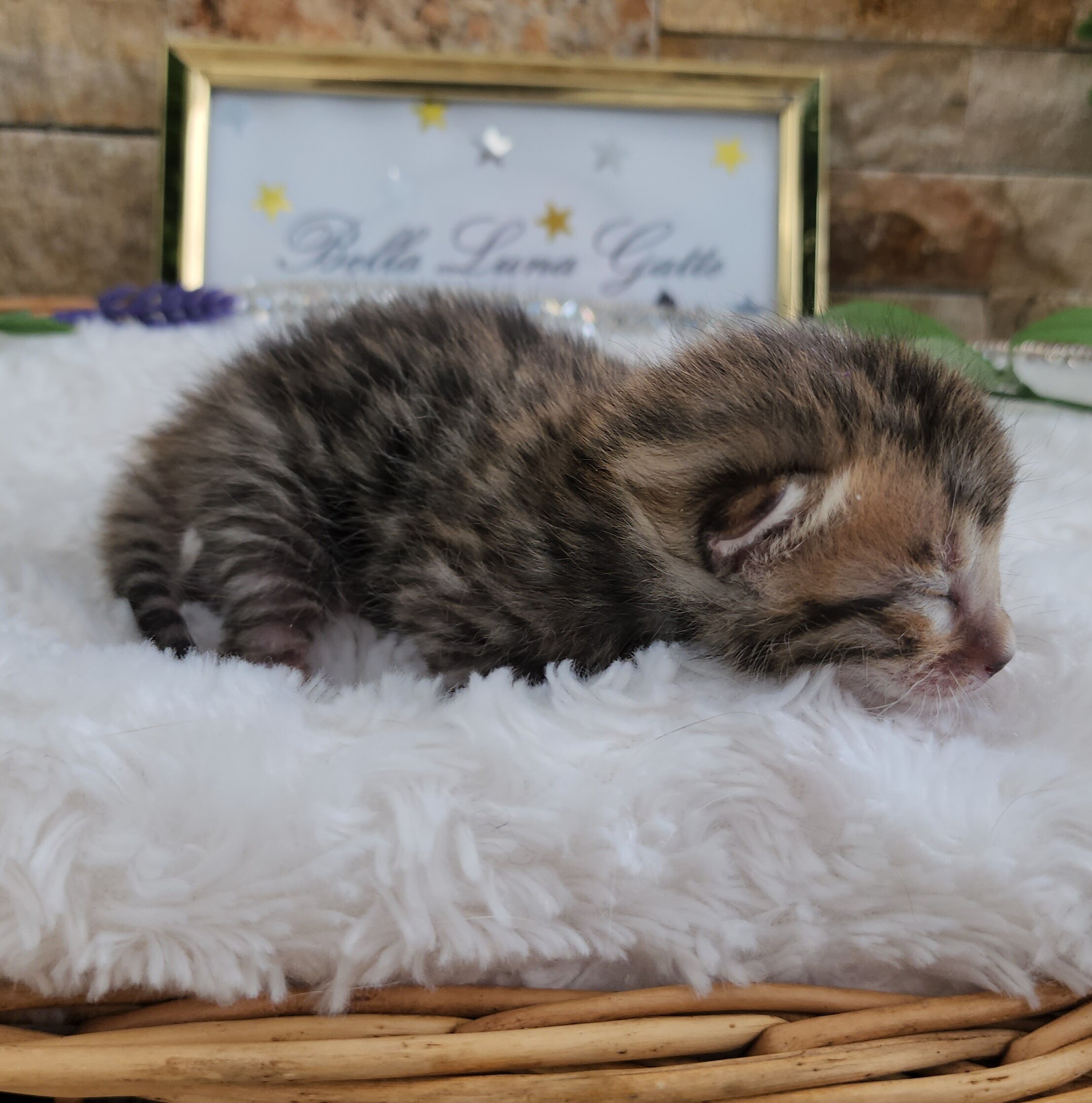 Purebred TICA Registered Female Snow Rosette Bengal Kitten in Minnesota