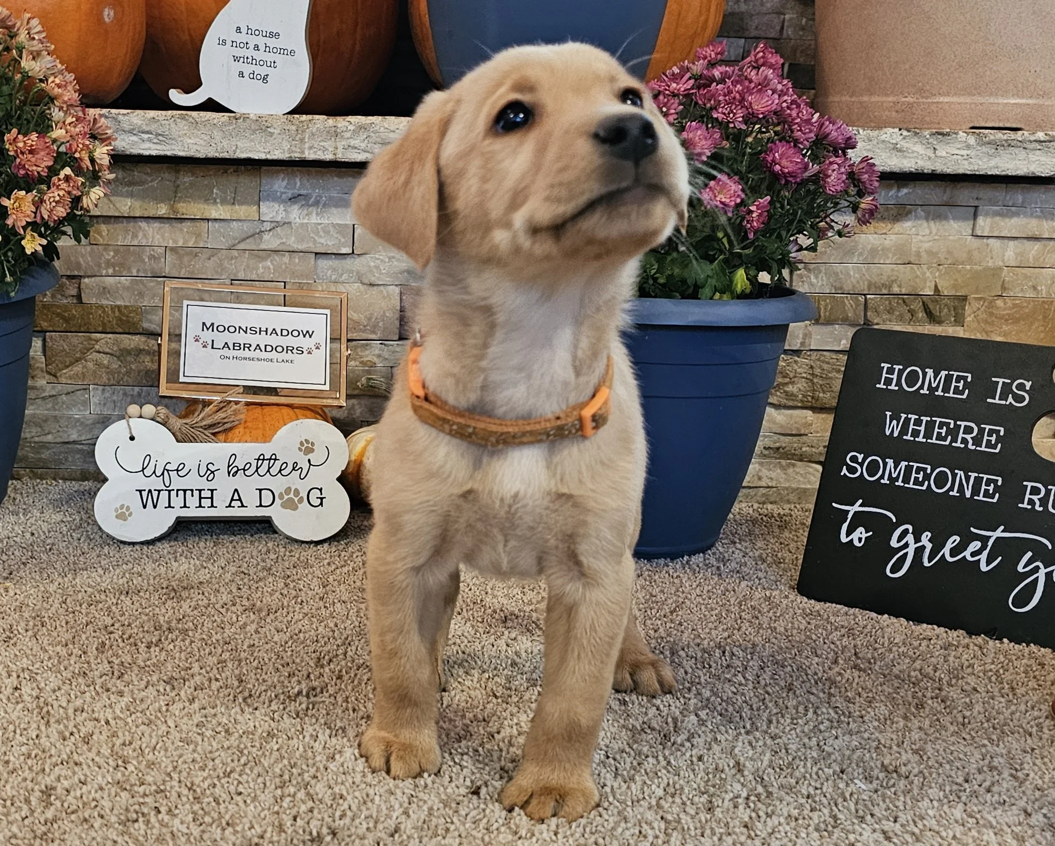 Seven-Week-Old Male AKC Registered Yellow Fox Red Labrador Retriever Puppy