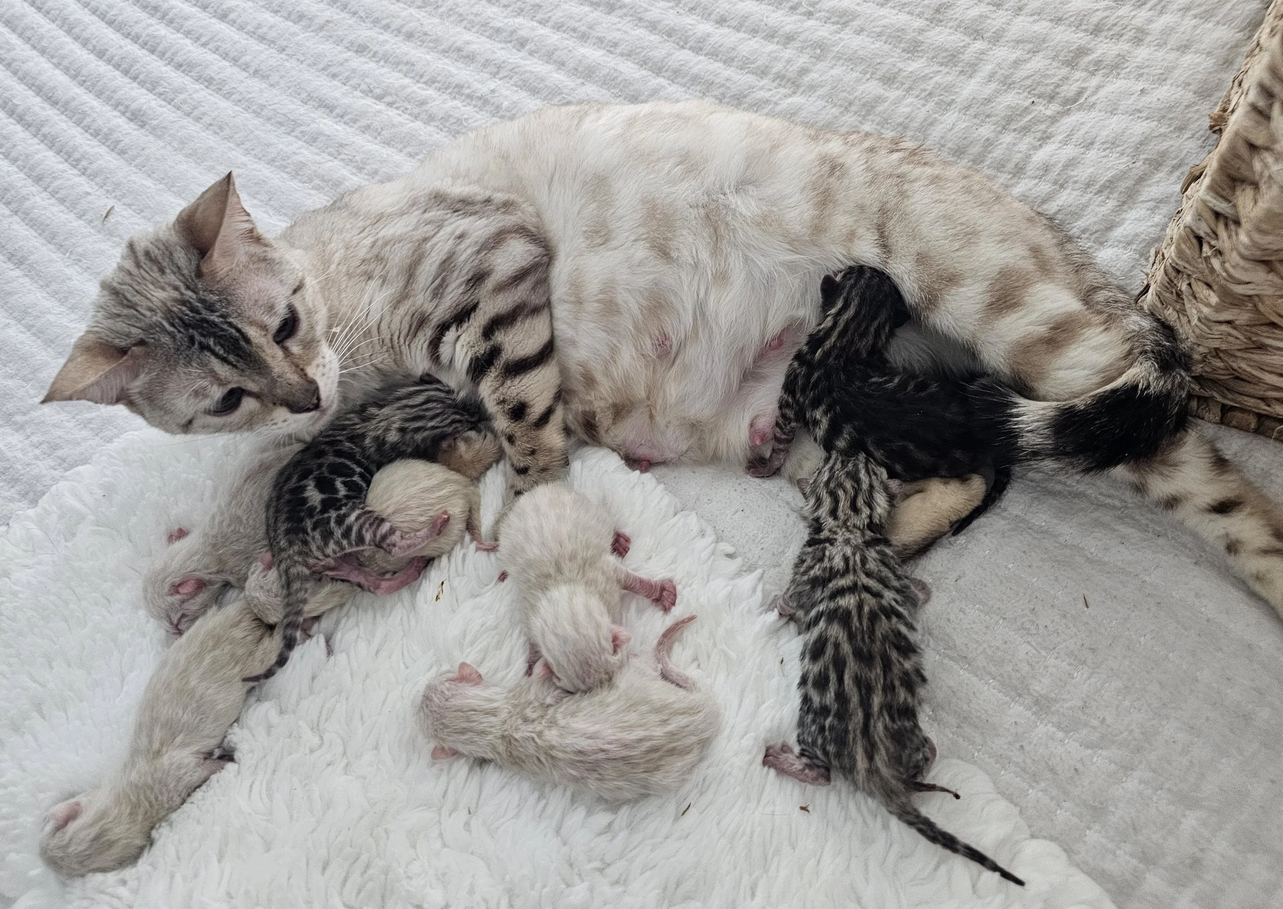 Newborn Litter of Silver and Snow Lynx Bengal Kittens