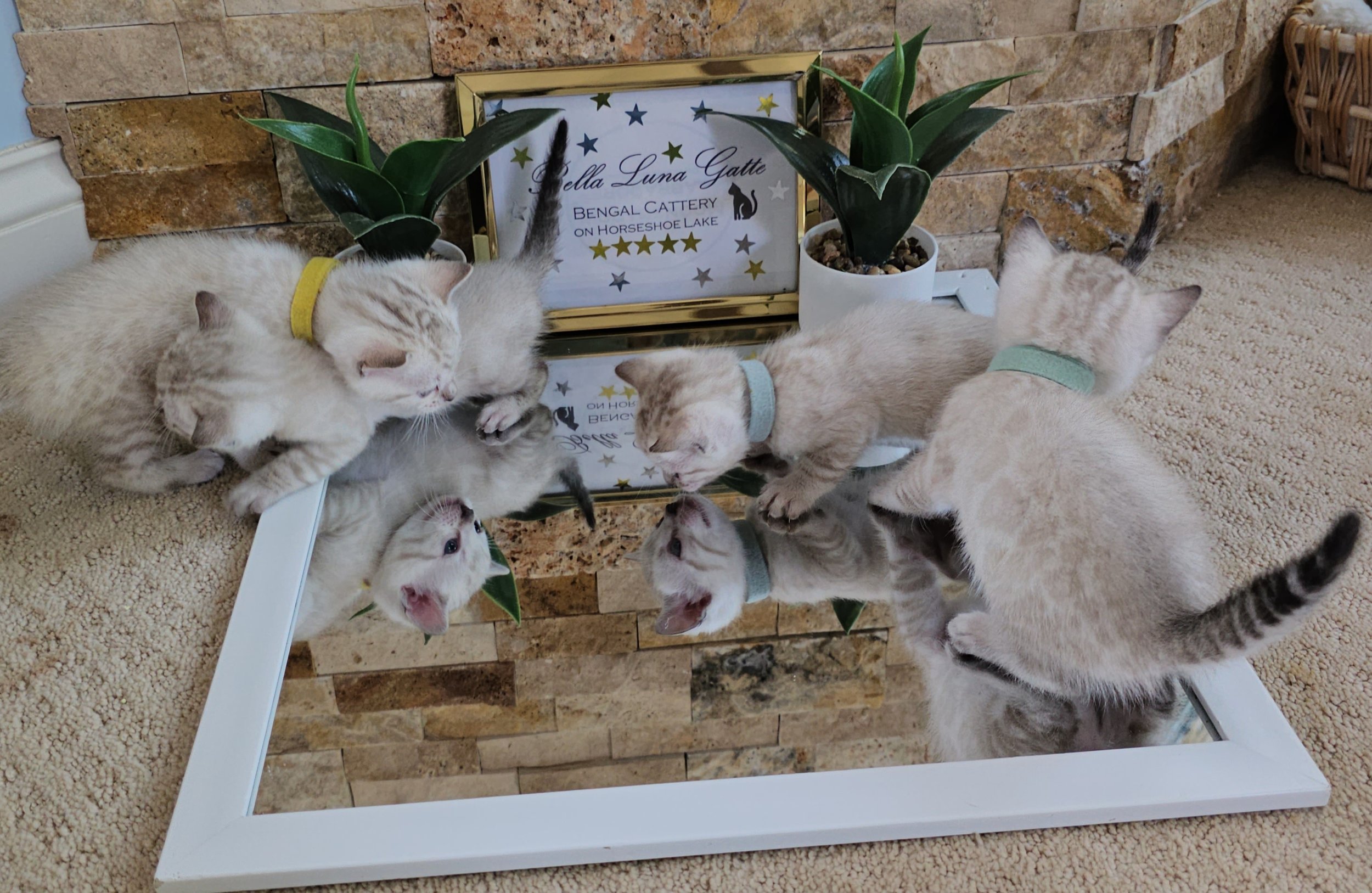 Labrador Retriever Puppies and Bengal Kittens