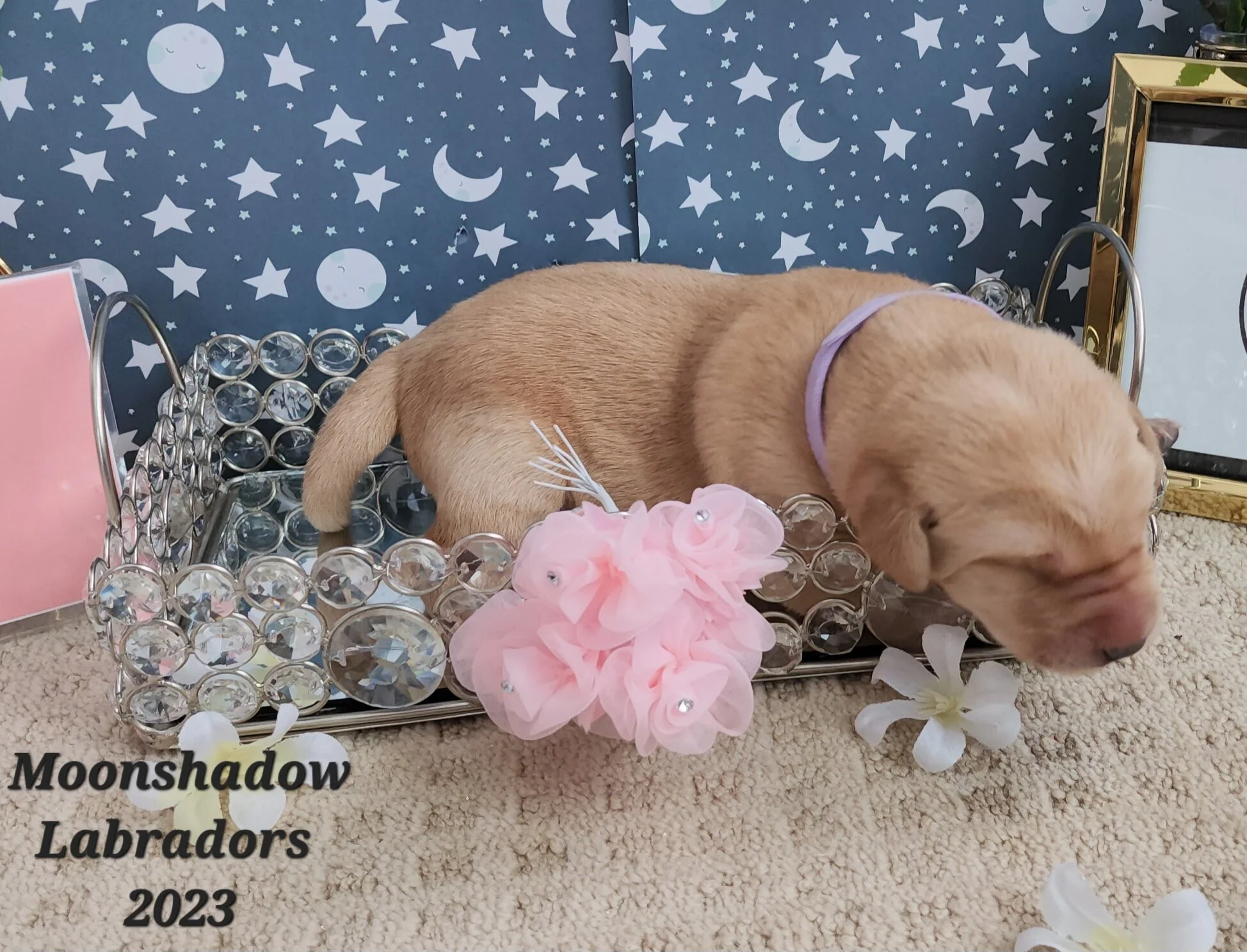 AKC Yellow Fox Red Labrador Retriever Puppies Available in Minnesota
