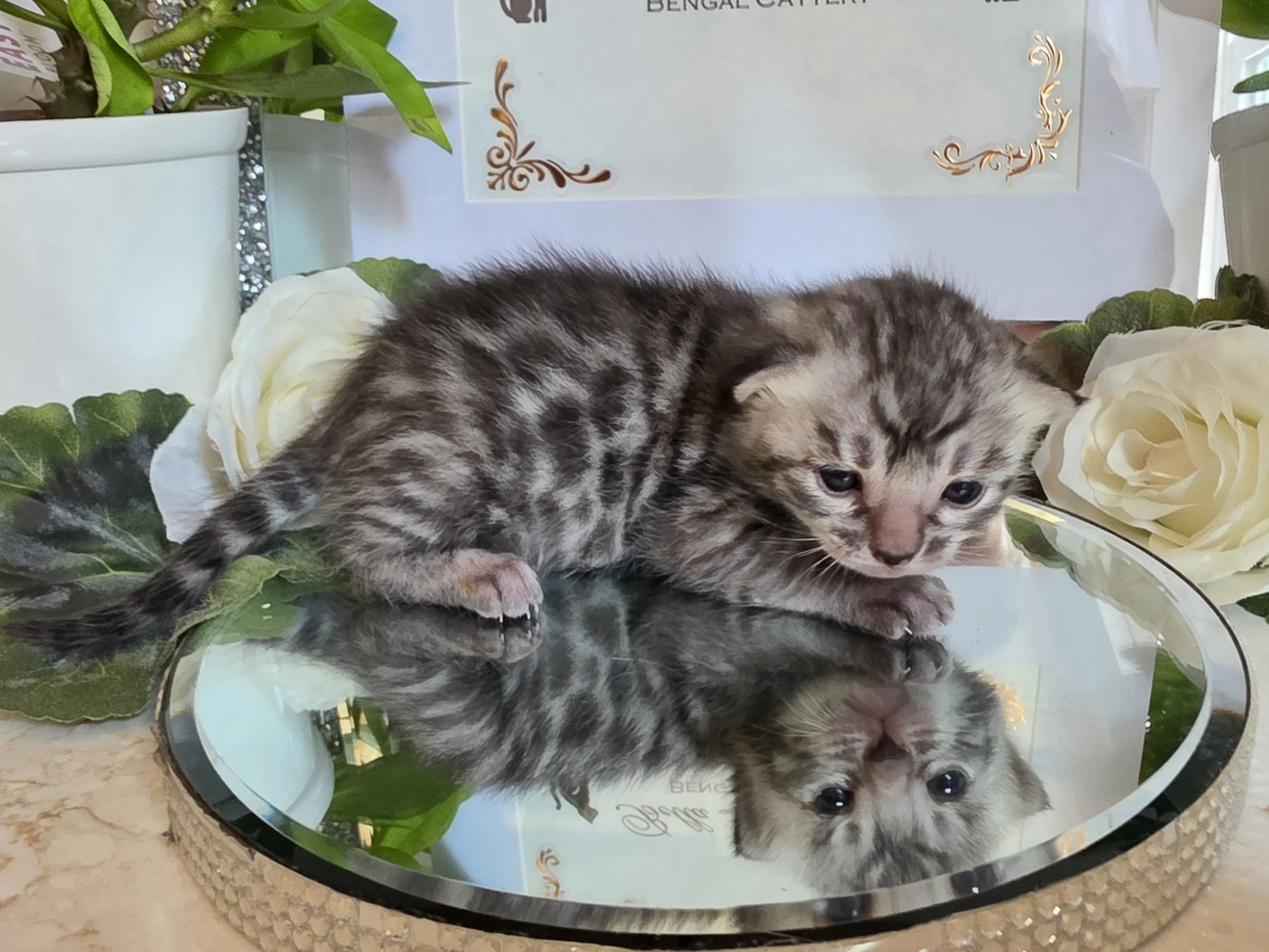 Two-Week-Old Silver Female Bengal Kitten