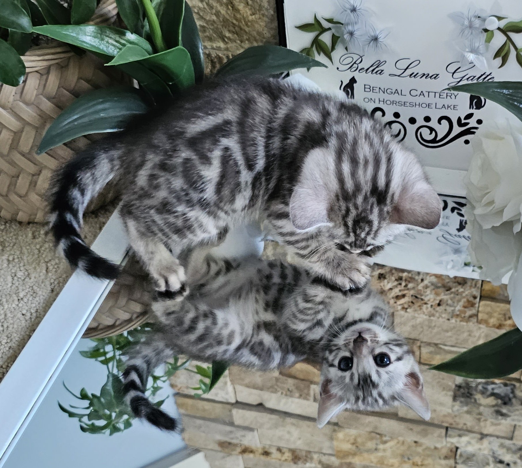 Purebred TICA Registered Female Silver Rosette Bengal Kitten in Minnesota