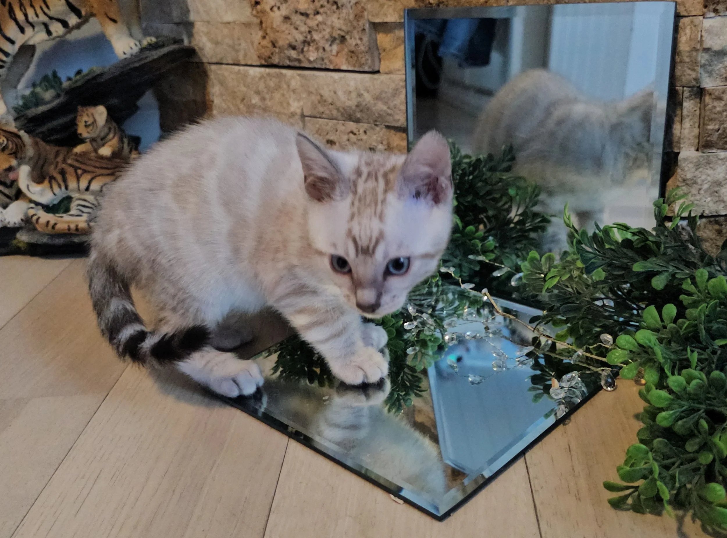 Ten-Week-Old Snow Lynx Bengal Kitten