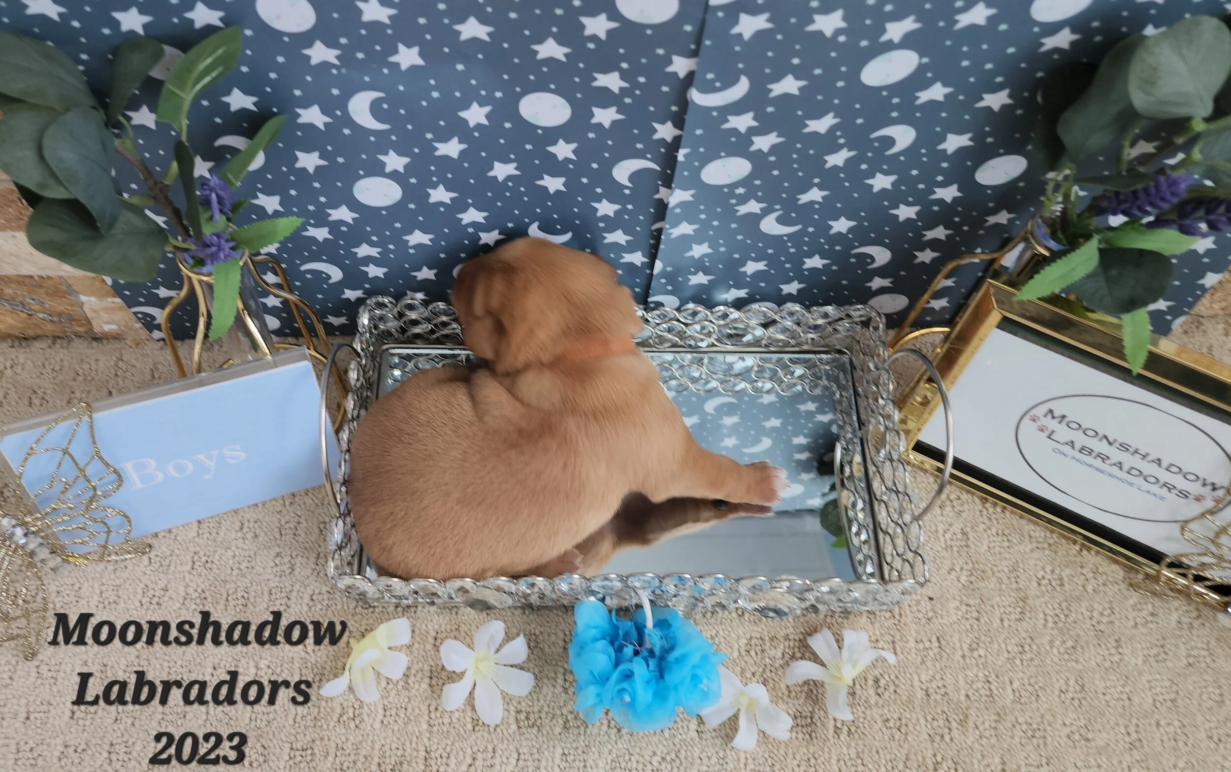 Male Yellow Fox Red Labrador Retriever Puppy in Minnesota