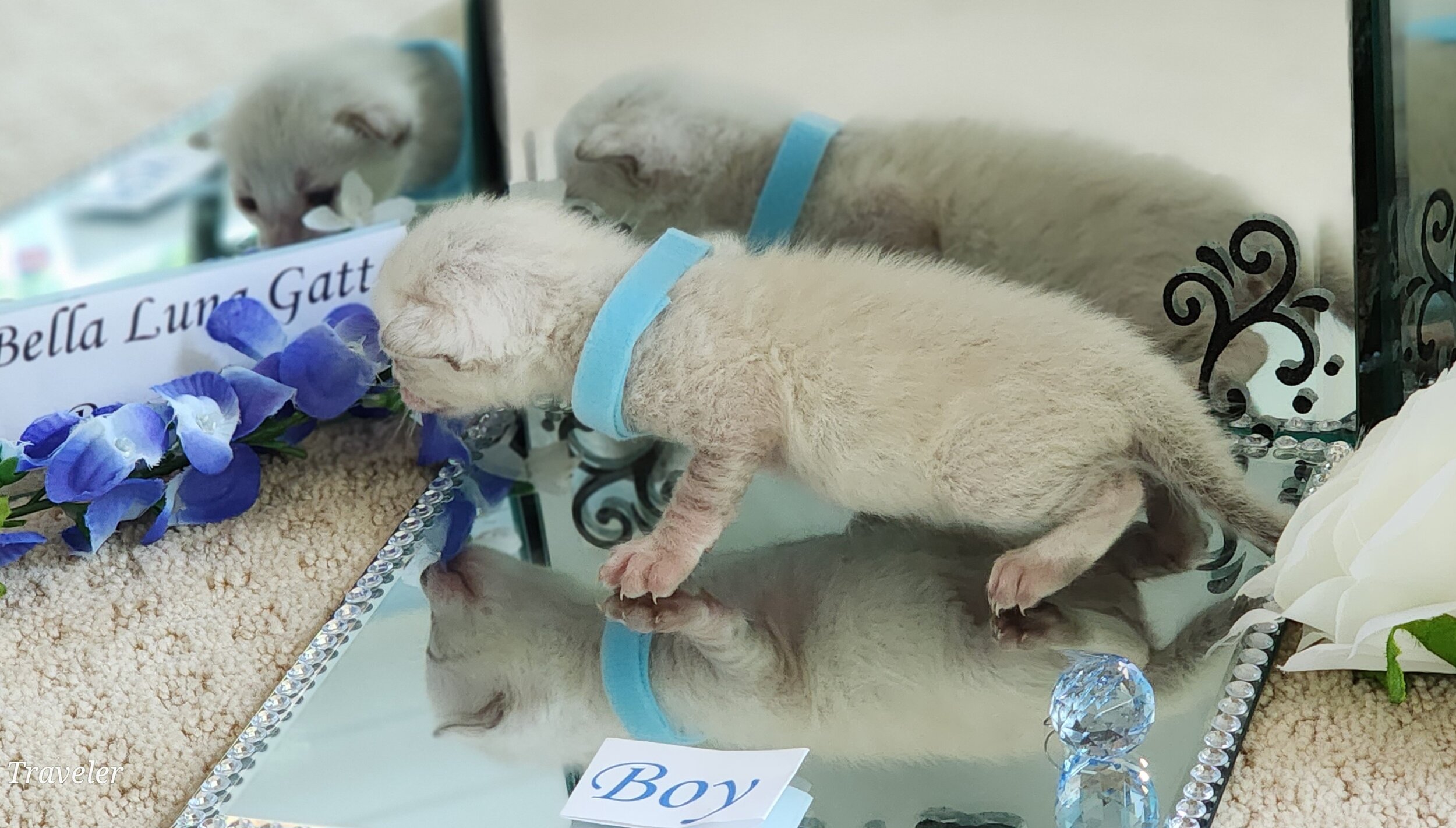 Purebred TICA Registered Male Snow Rosette Bengal Kitten in Minnesota