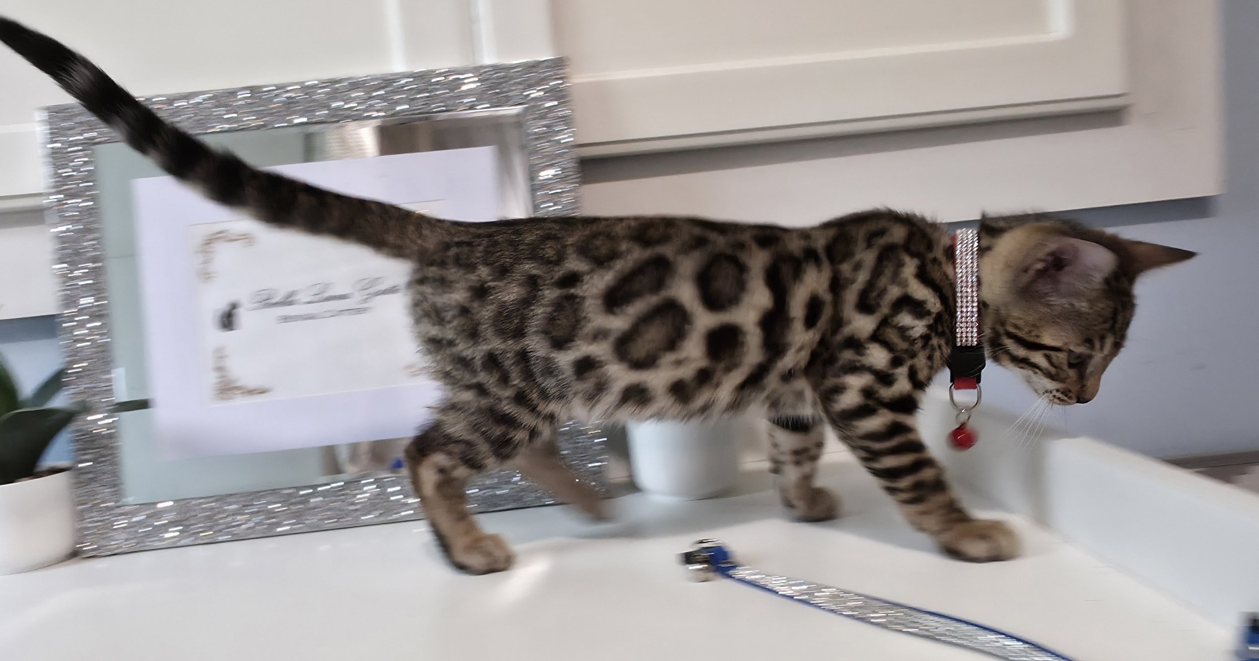 Ten-Week-Old Dark Brown Male Bengal Kitten