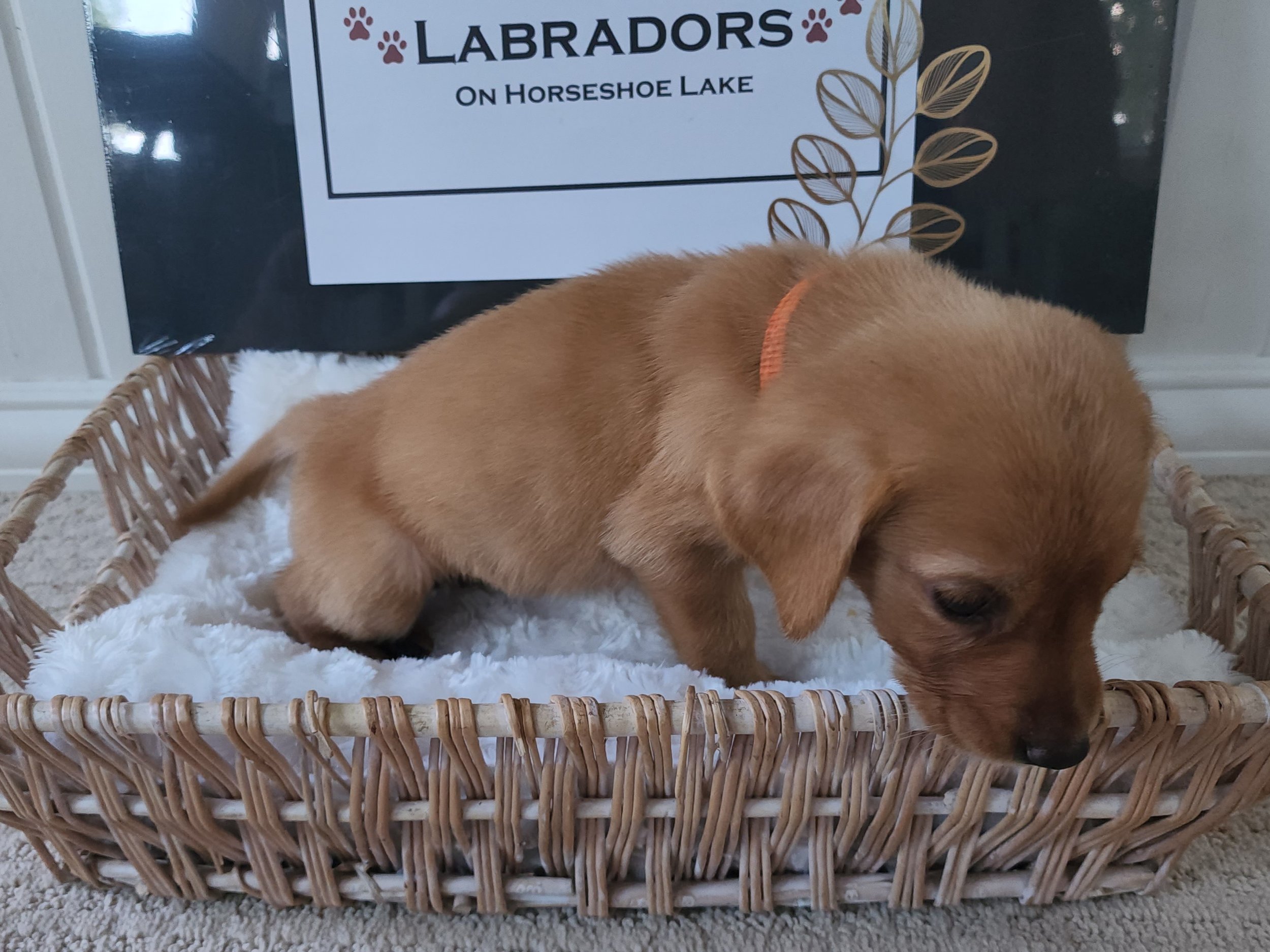 Fox Red Labrador Retriever Puppy