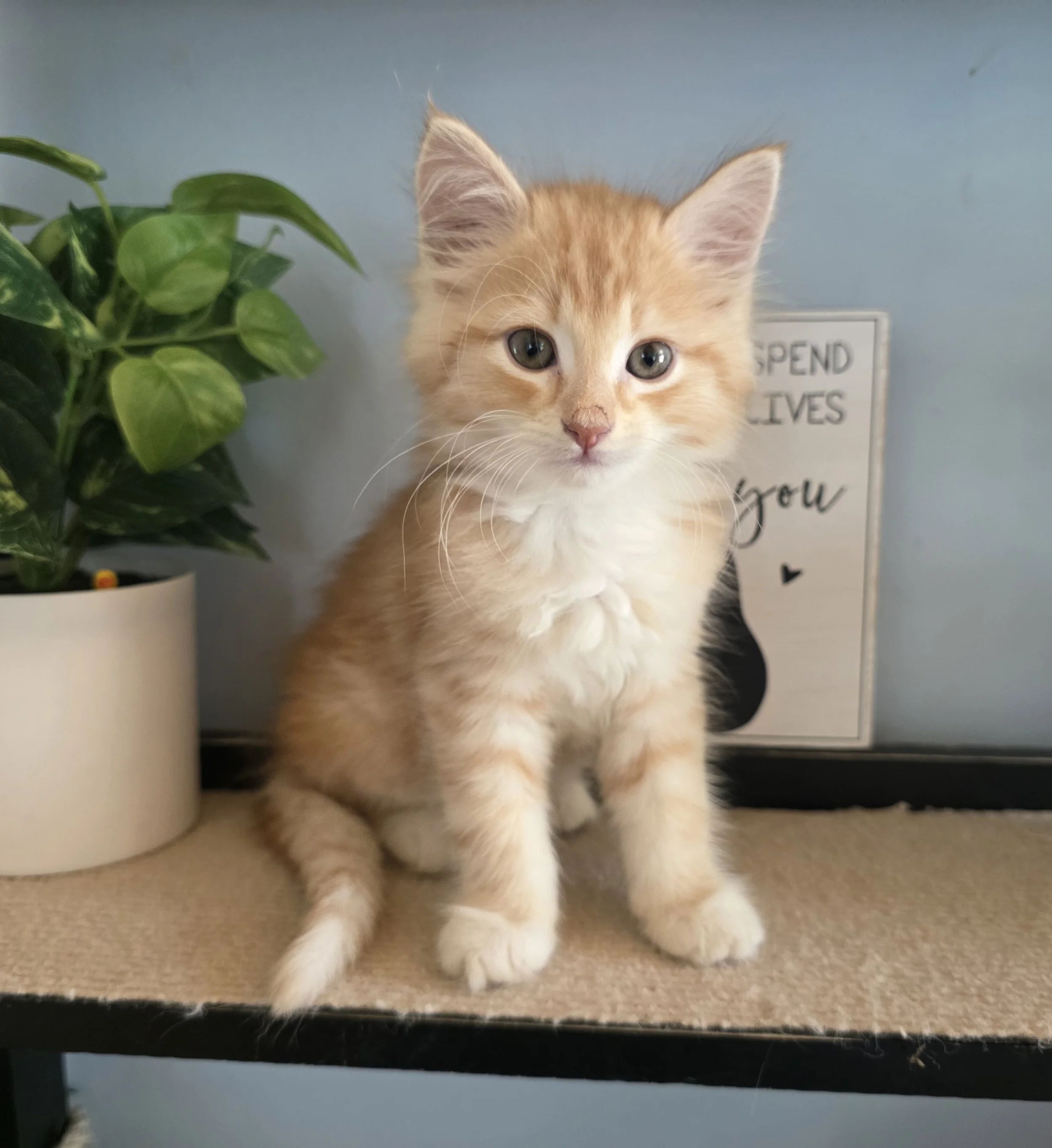 Orange Male Kitten for Adoption in Central Minnesota