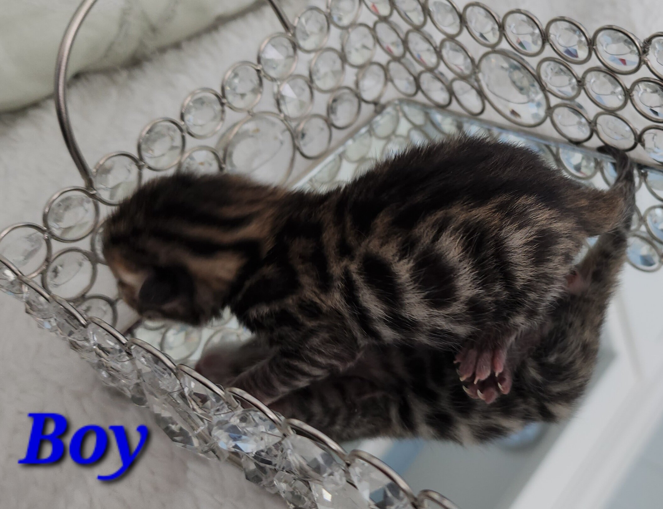 Purebred Brown Rosette Bengal Kitten in Minnesota