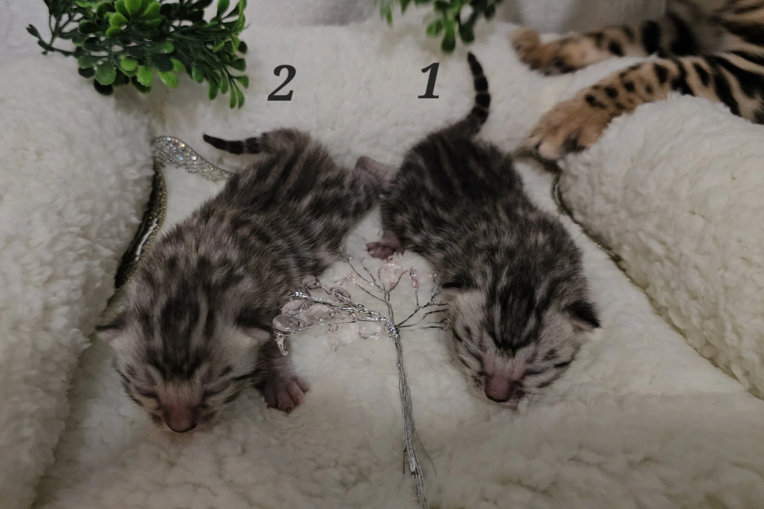 Purebred TICA Registered Male and Female Snow and Silver Rosette Bengal Kitten Available in Minnesota