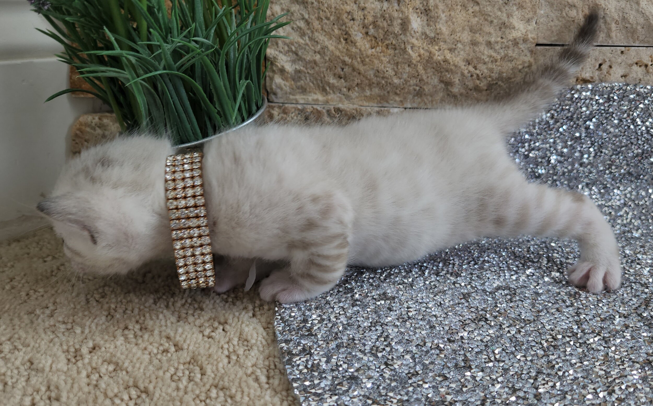 Purebred TICA Registered Female Snow Rosette Bengal Kitten in Minnesota