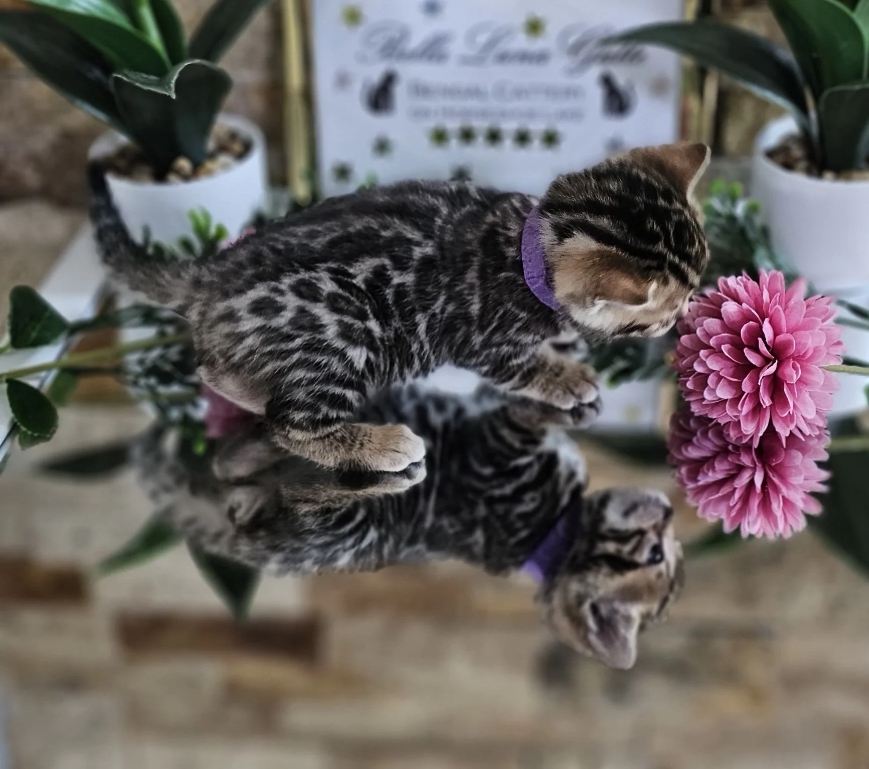 Purebred TICA Registered Female Brown Rosette Bengal Kitten Available in Minnesota
