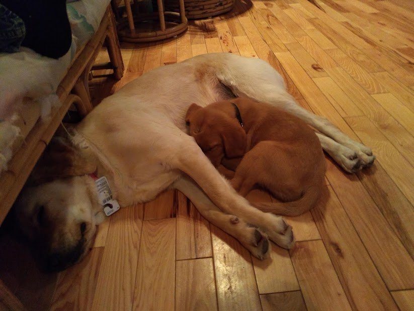 Yellow Labrador Retriever Family Dog