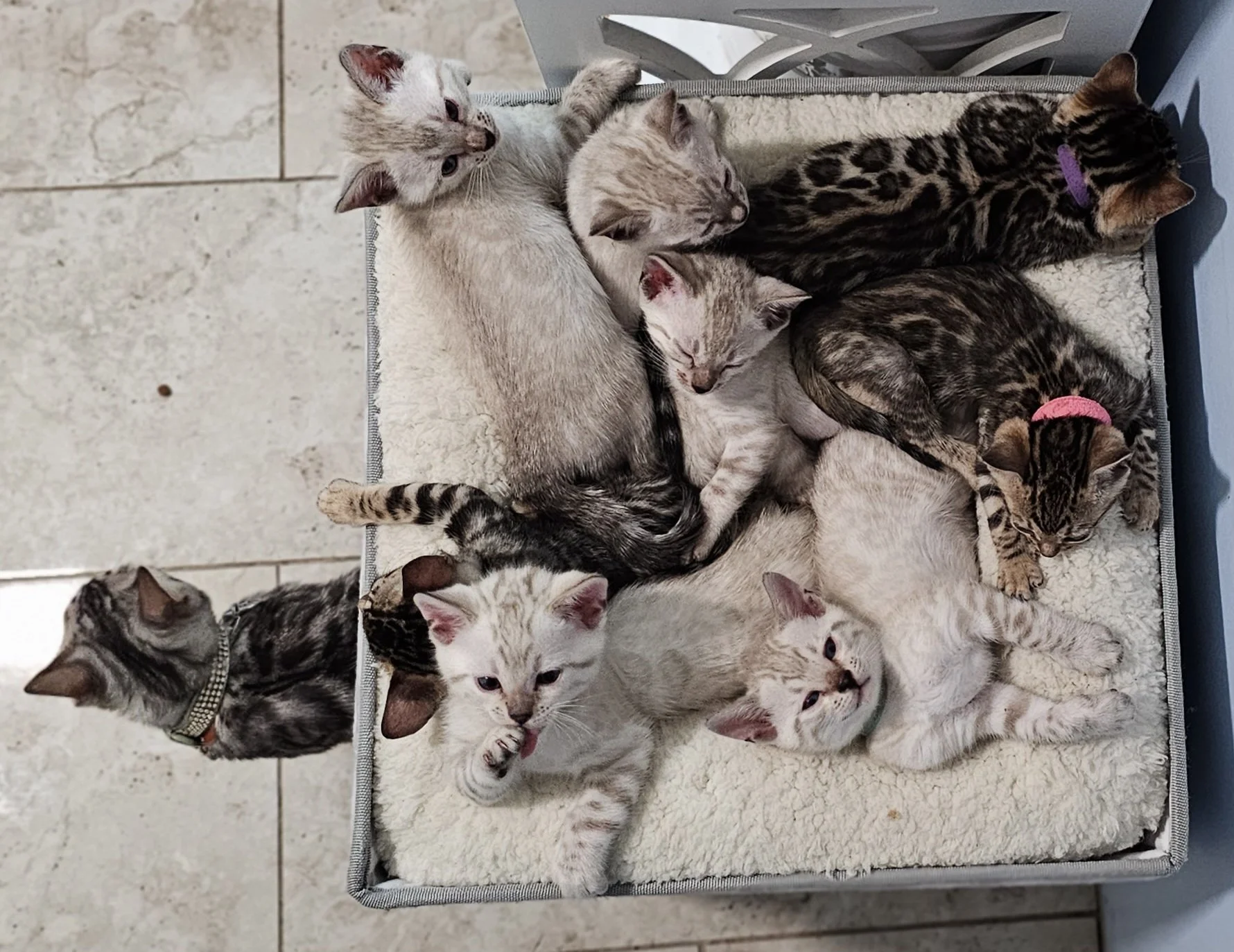 Purebred TICA Registered Male and Female Snow and Brown Rosette Bengal Kitten Available in Minnesota