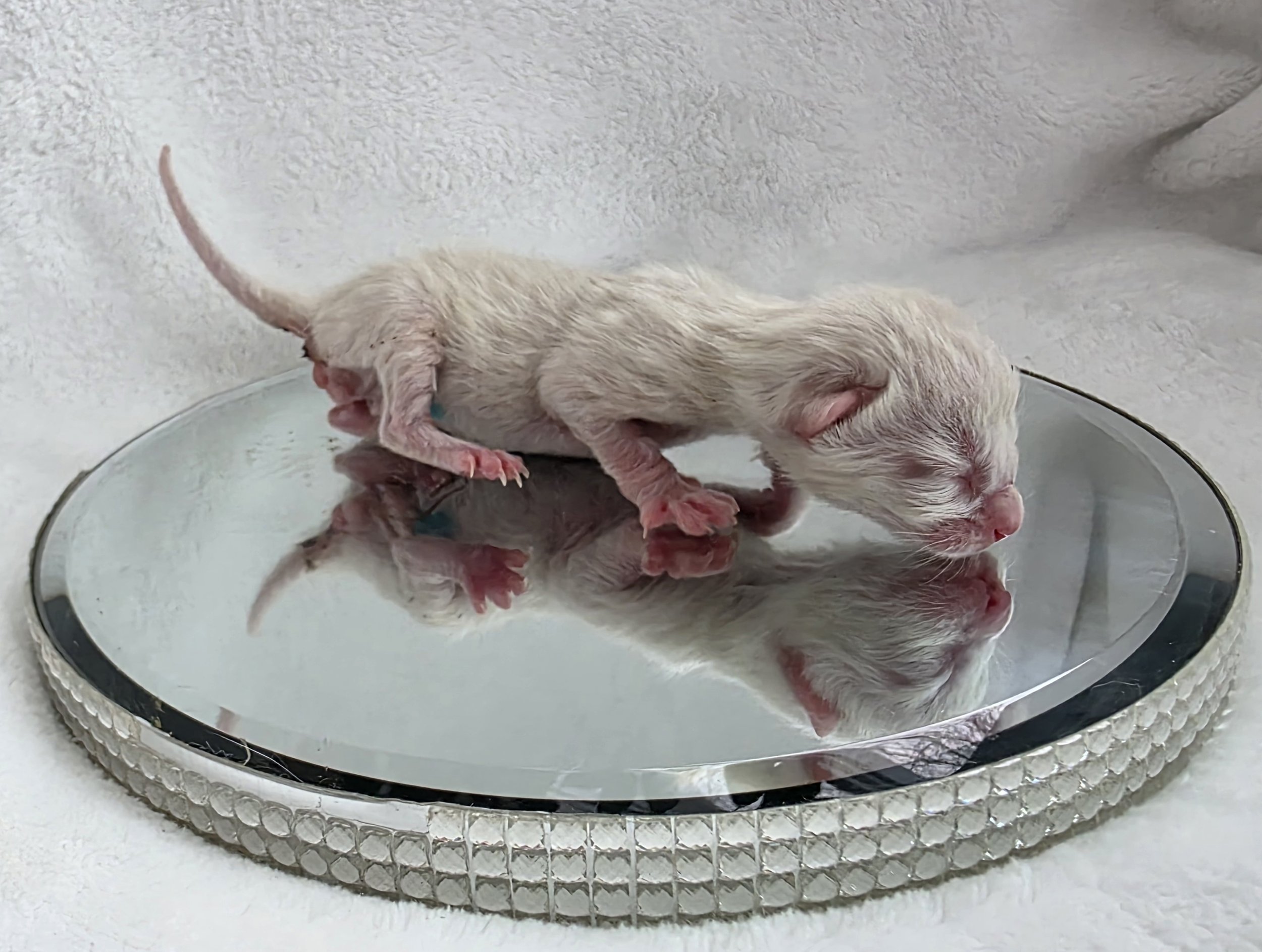 Newborn Male Snow Lynx Bengal Kitten
