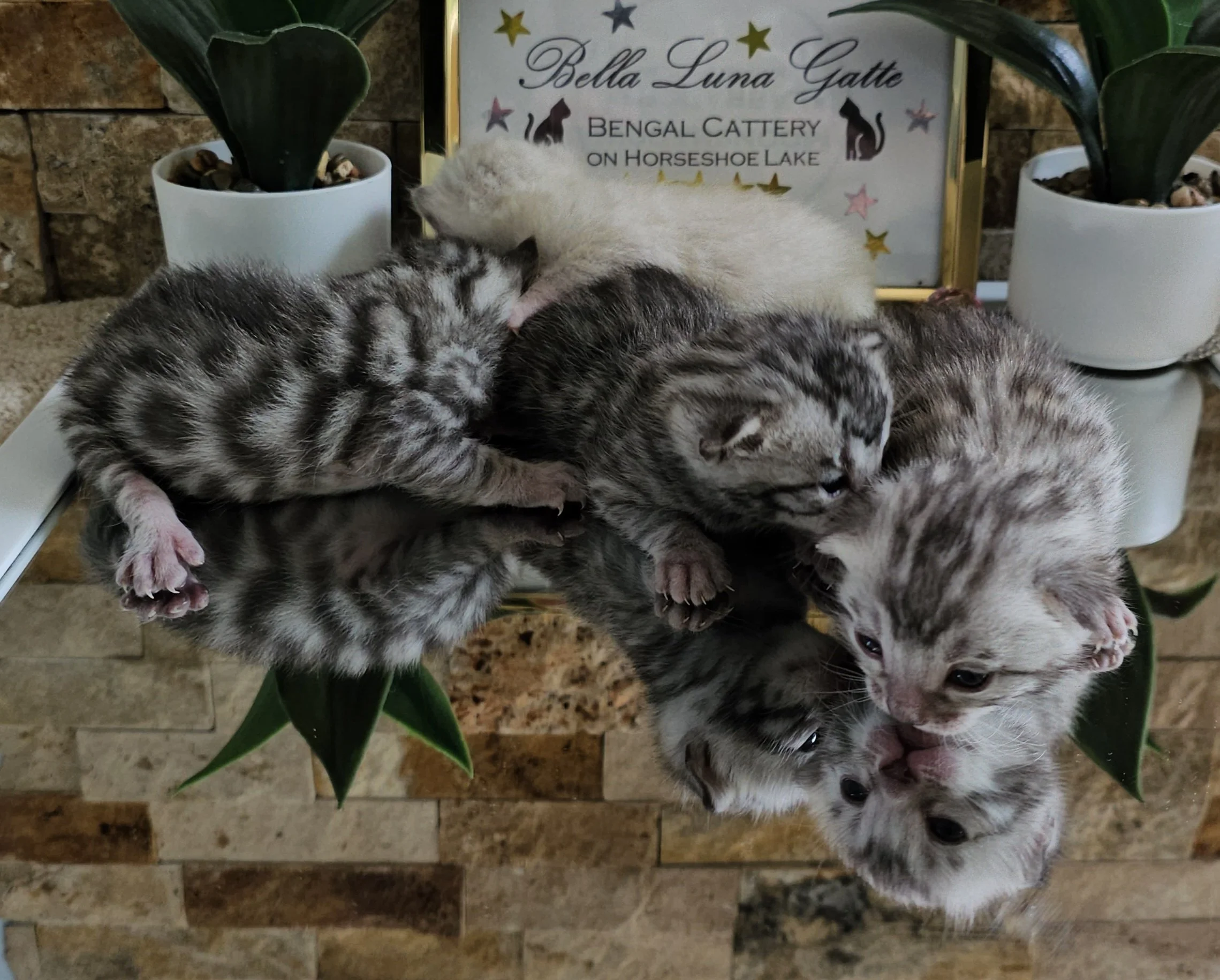 Purebred TICA Registered Male and Female Snow and Silver Rosette Bengal Kitten Available in Minnesota