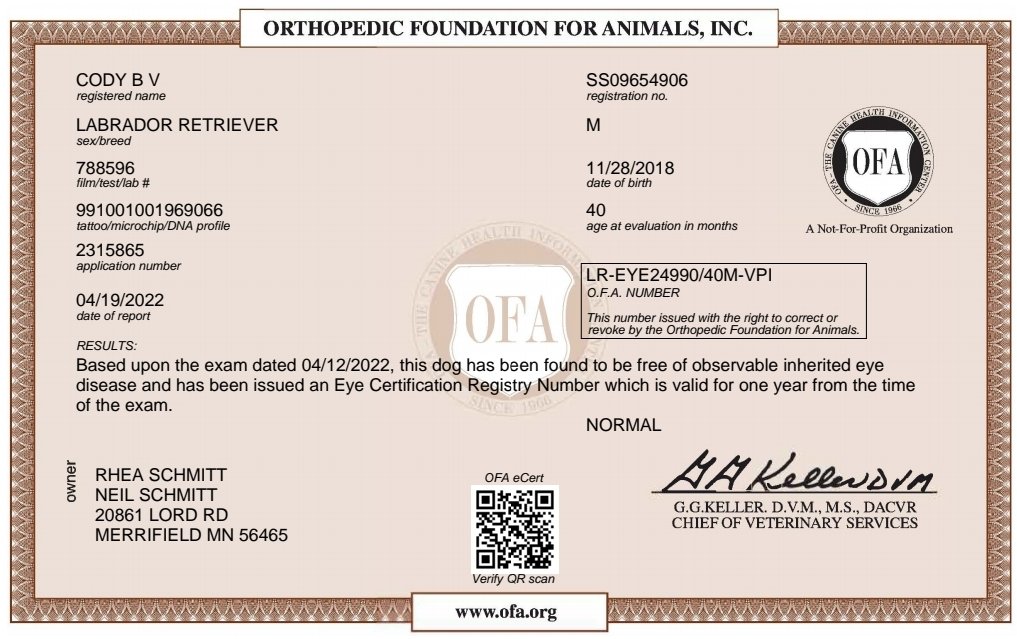 OFA-CHIC Certified Male Labrador Retriever in Minnesota