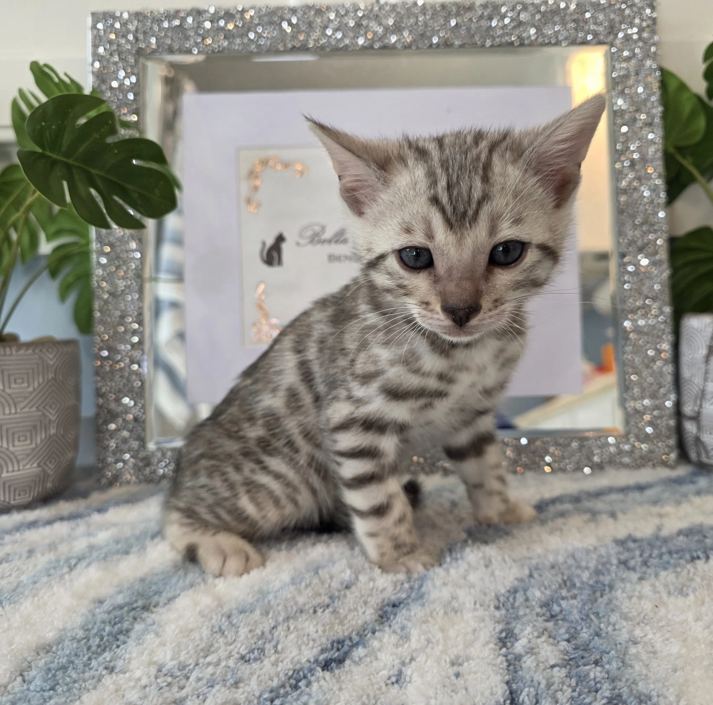Six-Week-Old Silver Tarnish Male Bengal Kitten