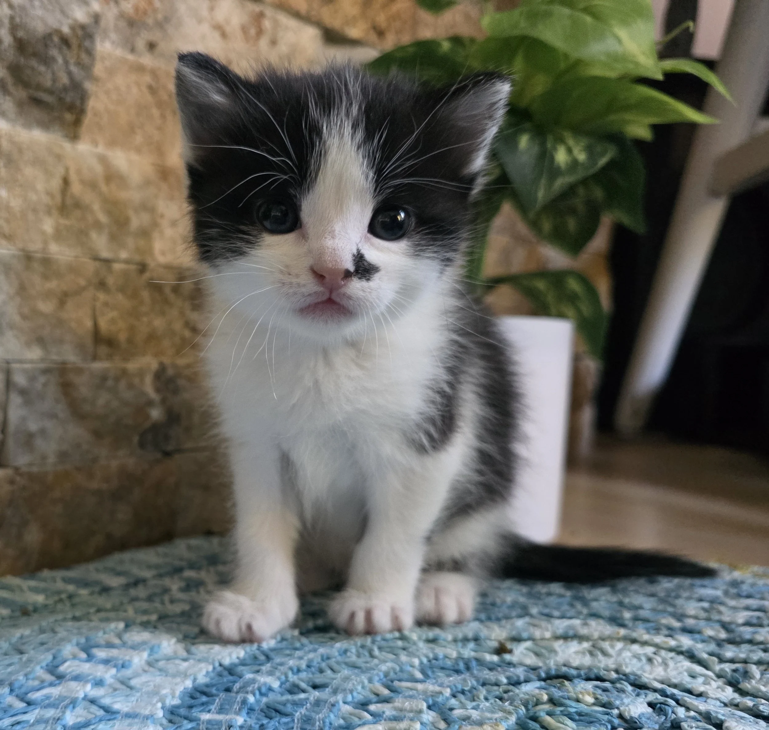 Black & White Female Kitten for Adoption in the Brainerd, MN Area