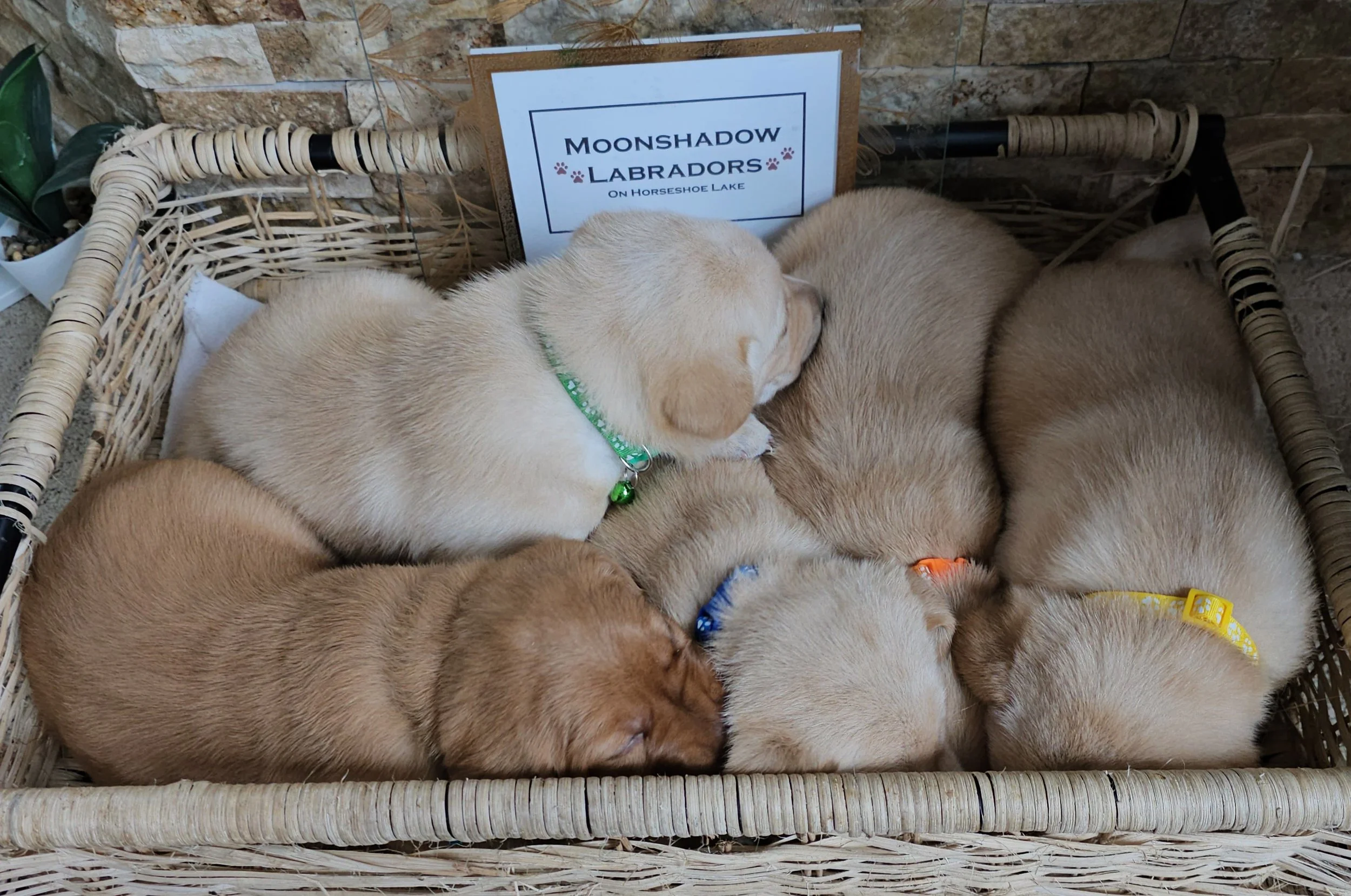 OFA Health Tested AKC Registered Yellow Fox Red Labrador Retriever Puppies Available in Minnesota