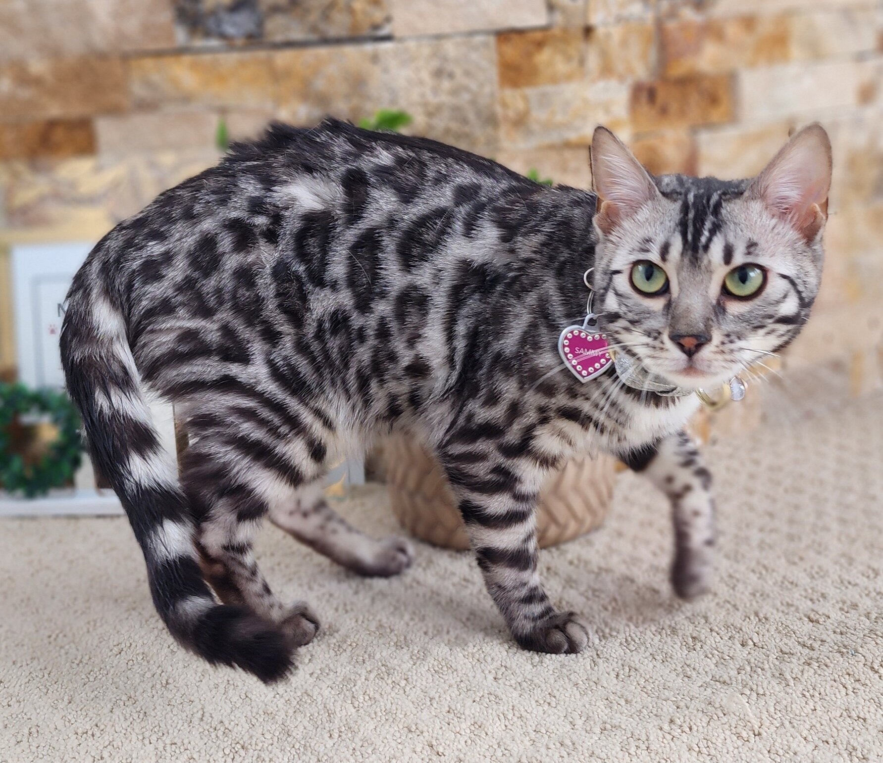 Purebred TICA Registered Female Silver Rosette Bengal Cat in Minnesota