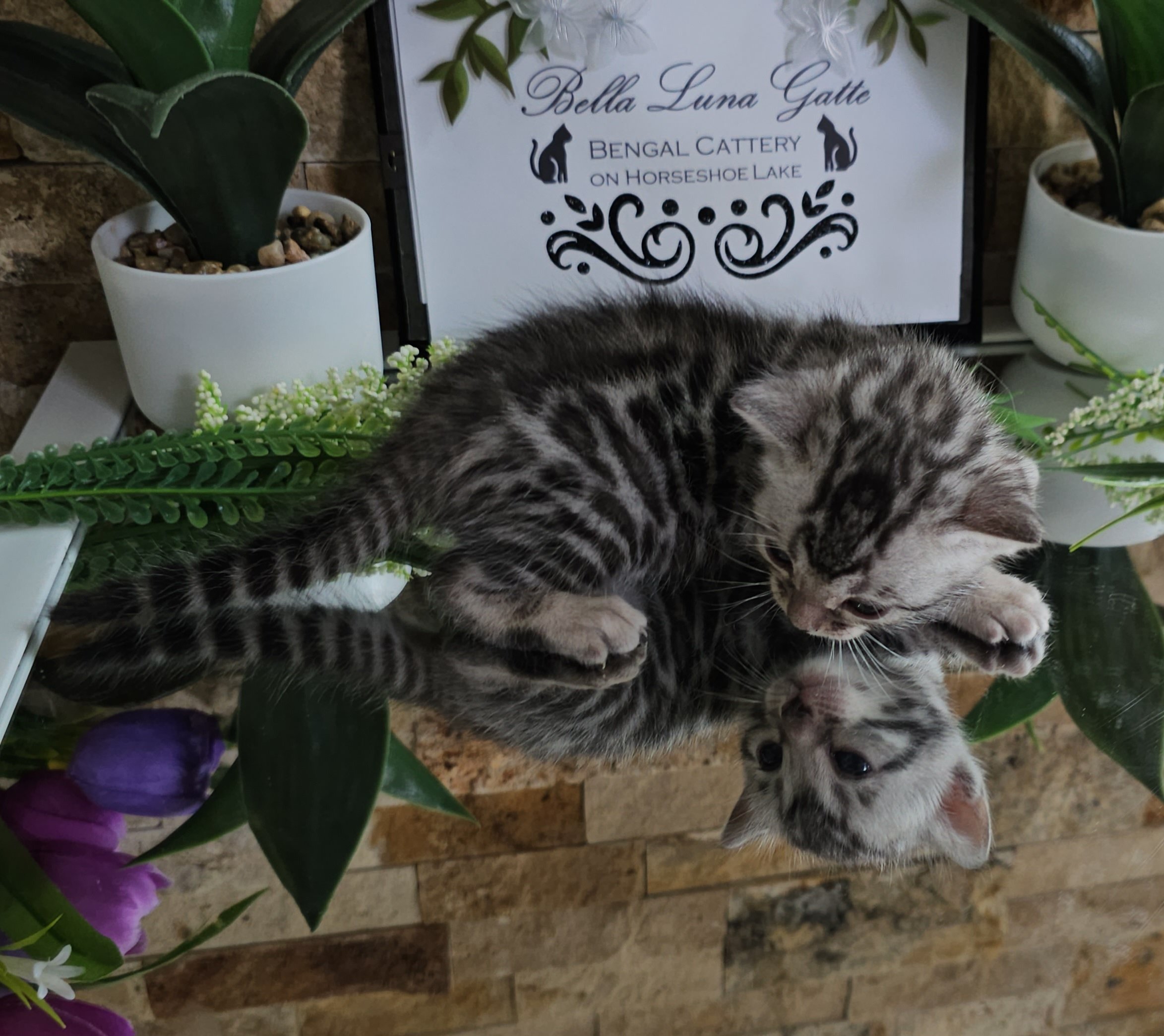 Purebred TICA Registered Female Silver Rosette Bengal Kitten in Minnesota
