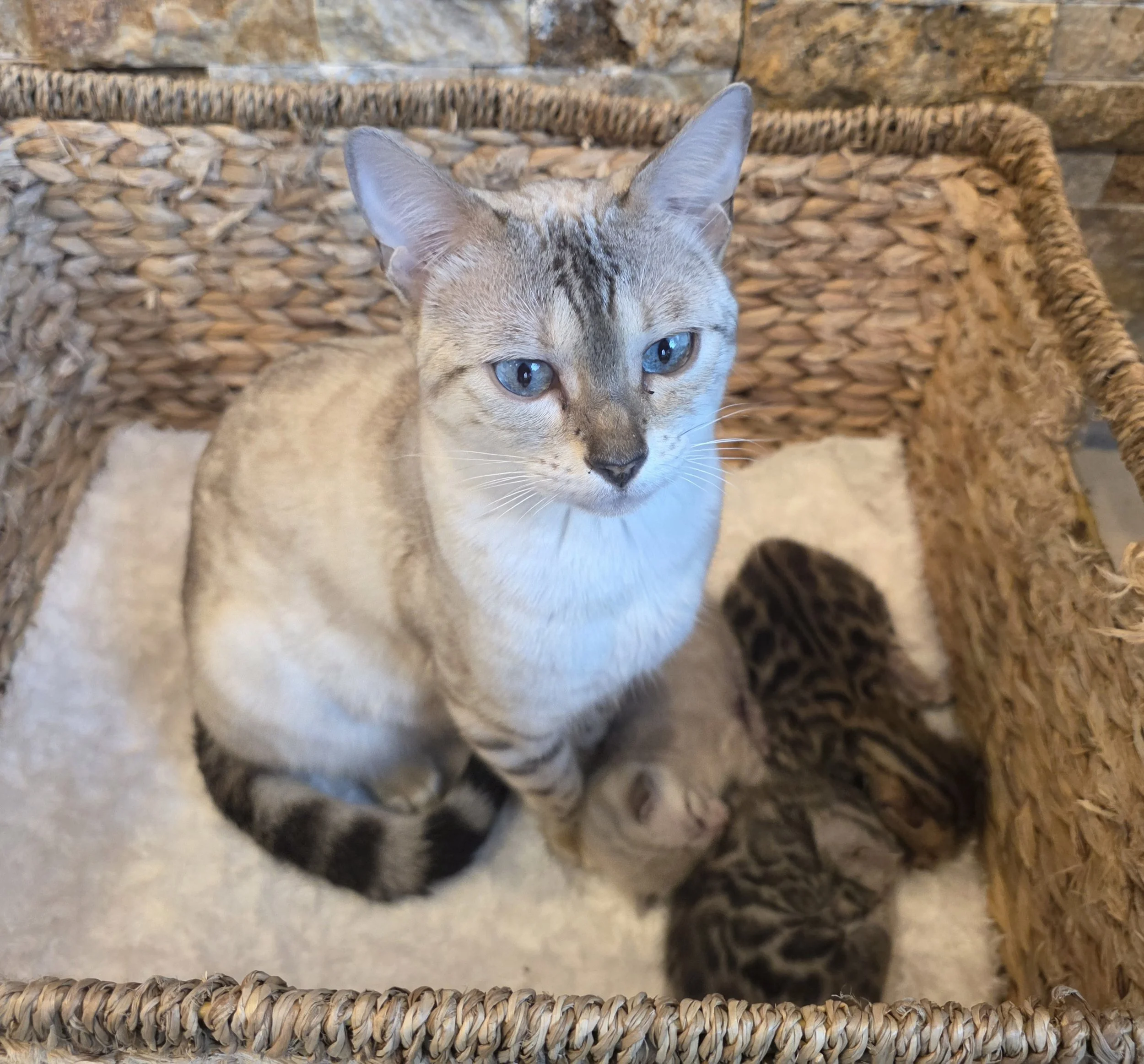 Female Snow Lynx Bengal Cat with her newborn kittens