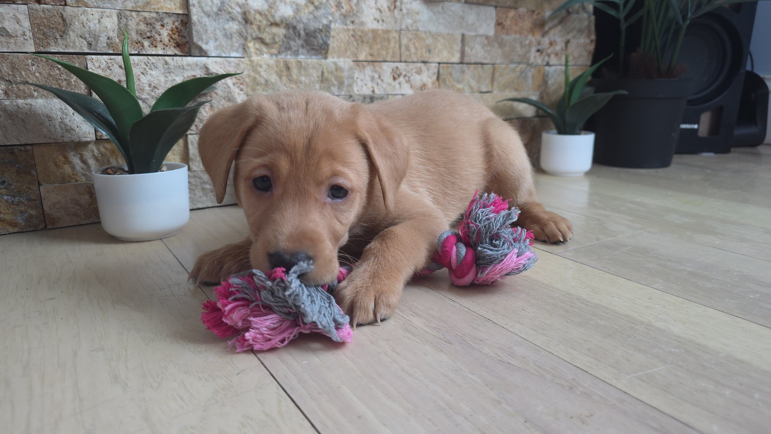 Six-Week-Old Female Yellow/Fox Red Labrador Retriever Puppy