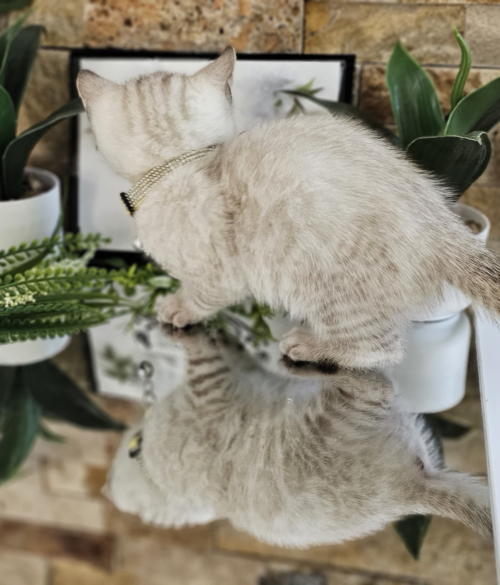 Purebred TICA Registered Male Snow Rosette Bengal Kitten in Minnesota