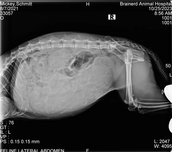 XRay.jpg