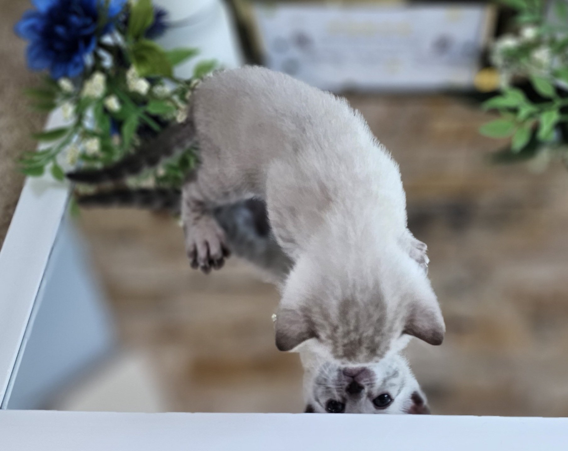 Purebred TICA Registered Male Snow Rosette Bengal Kitten in Minnesota