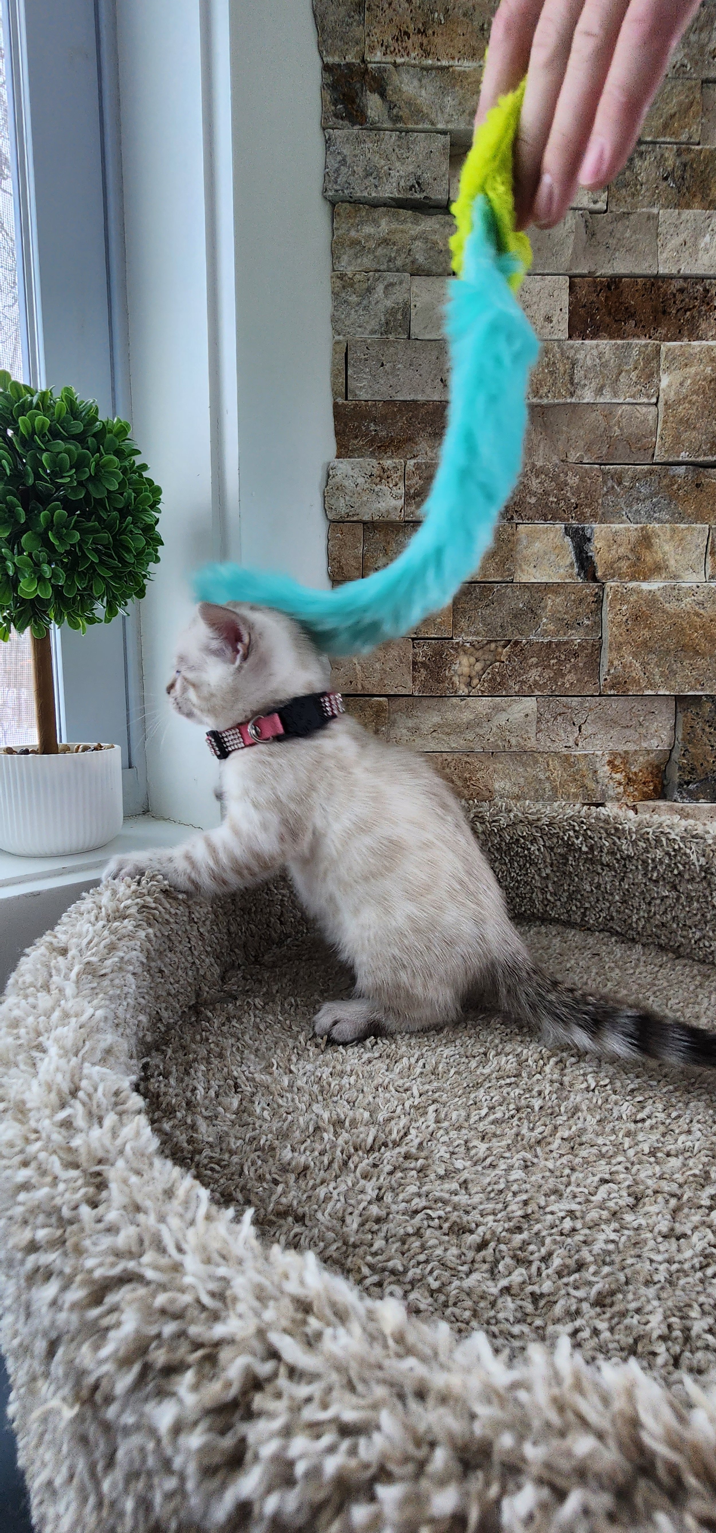 Purebred TICA Registered Female Snow Rosette Bengal Kitten in Minnesota