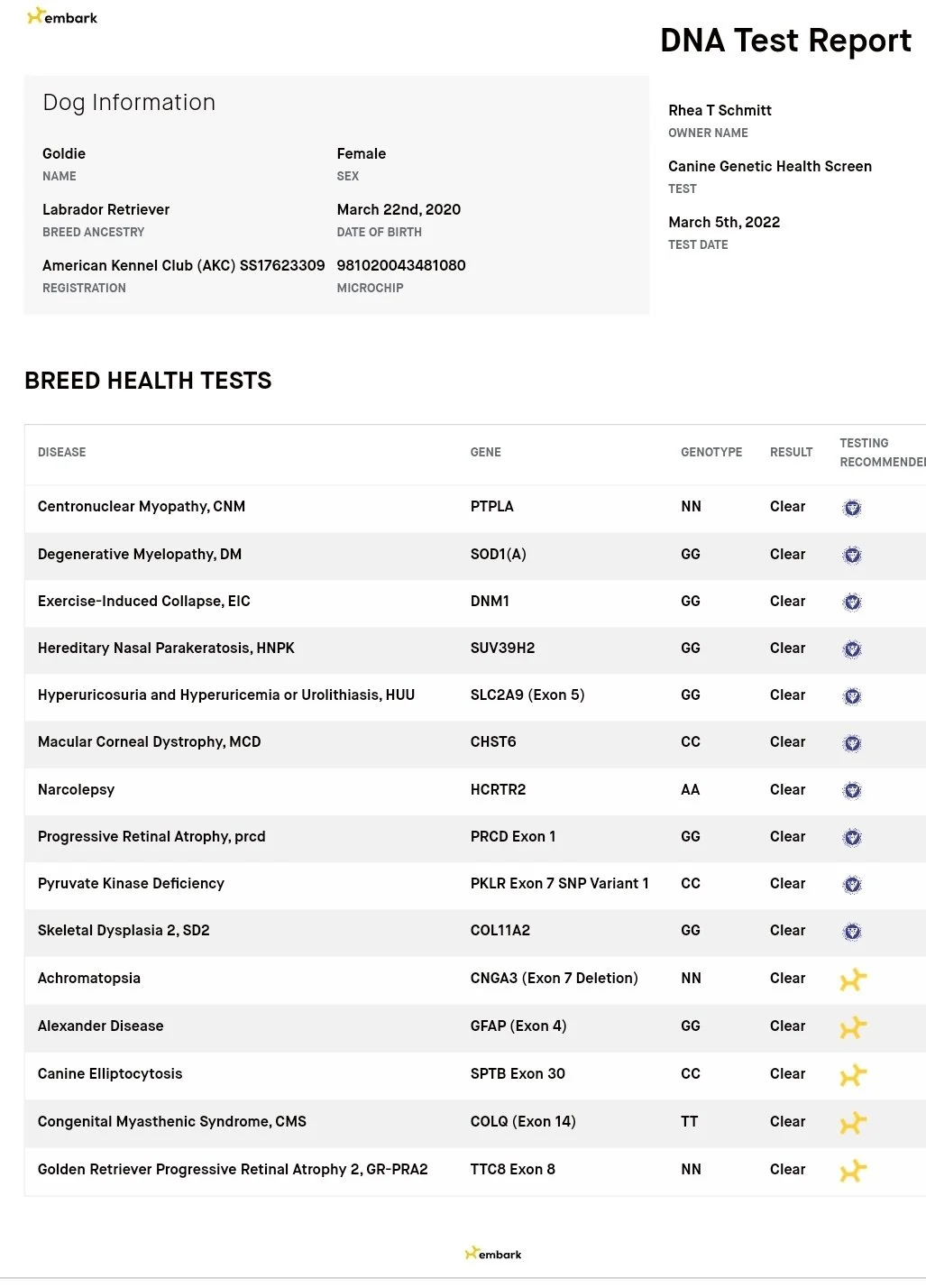 DNA Tested Female Labrador Retriever