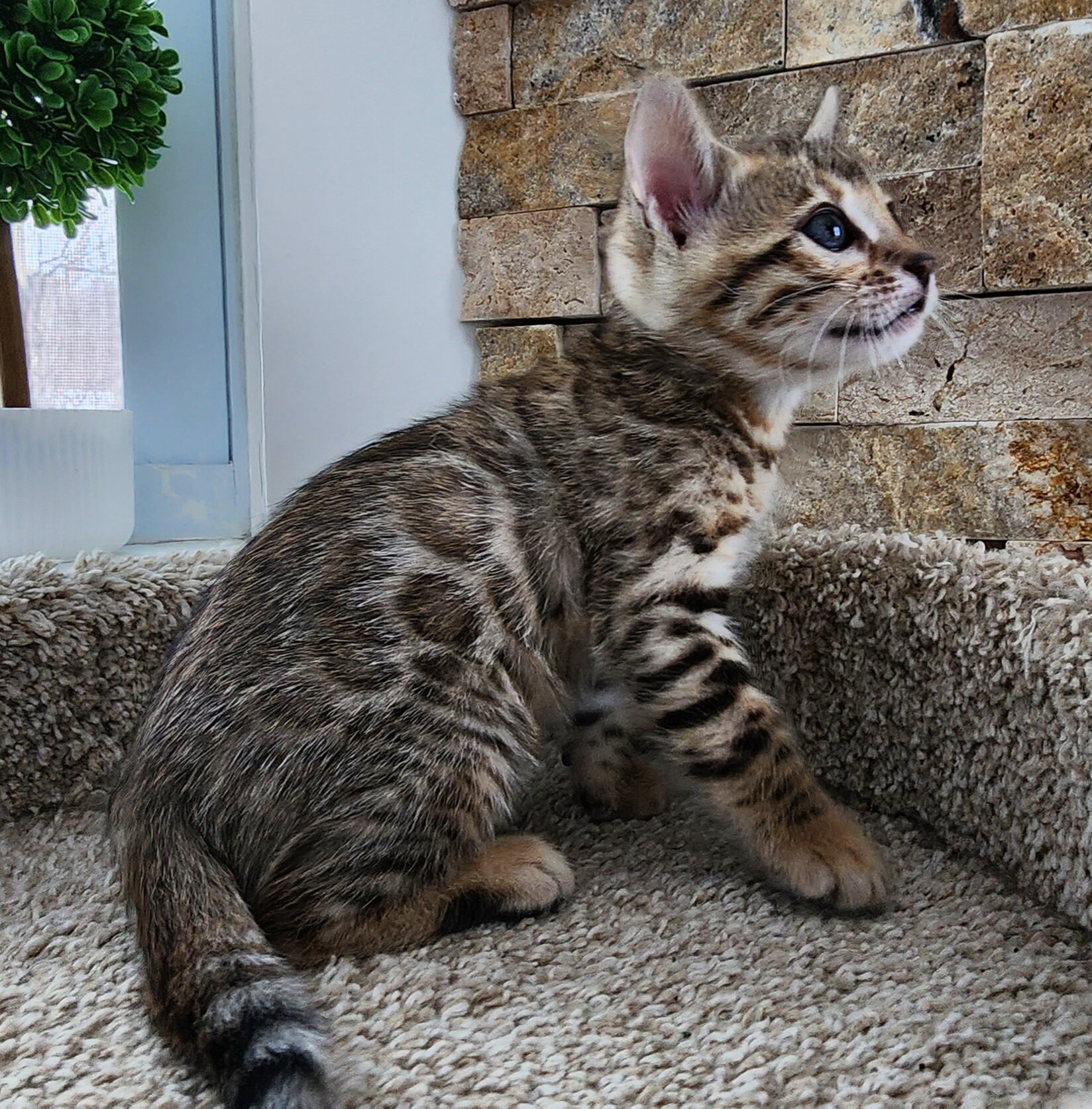 Purebred TICA Registered Female Brown Rosette Bengal Kitten Available in Minnesota