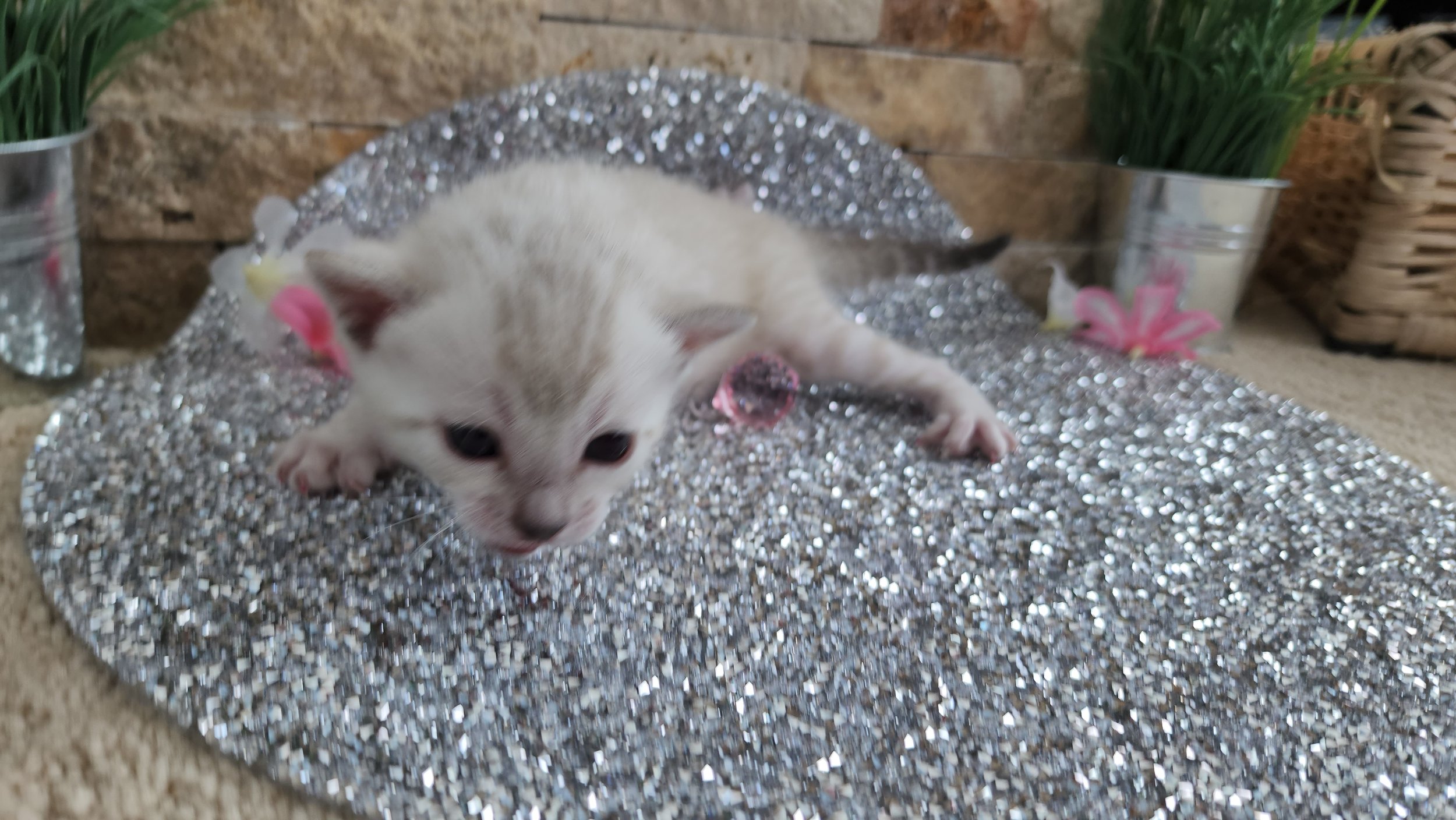 Purebred TICA Registered Female Snow Rosette Bengal Cat in Minnesota