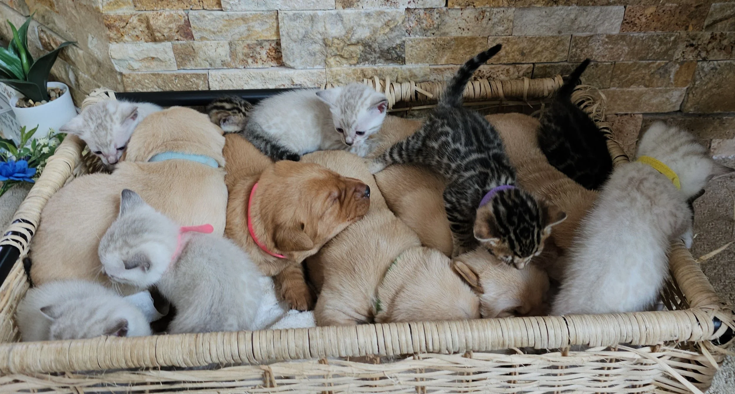 Labrador Retriever Puppies and Bengal Kittens