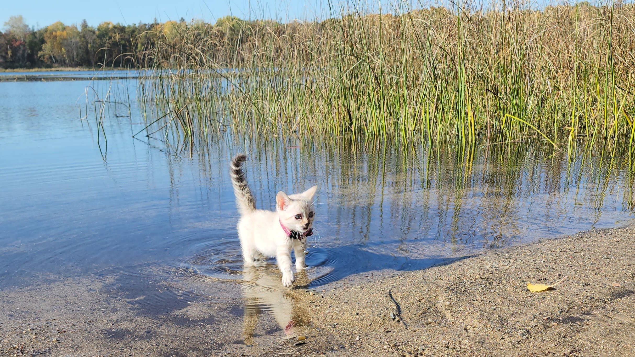 Female Snow Bengal in Minnesota