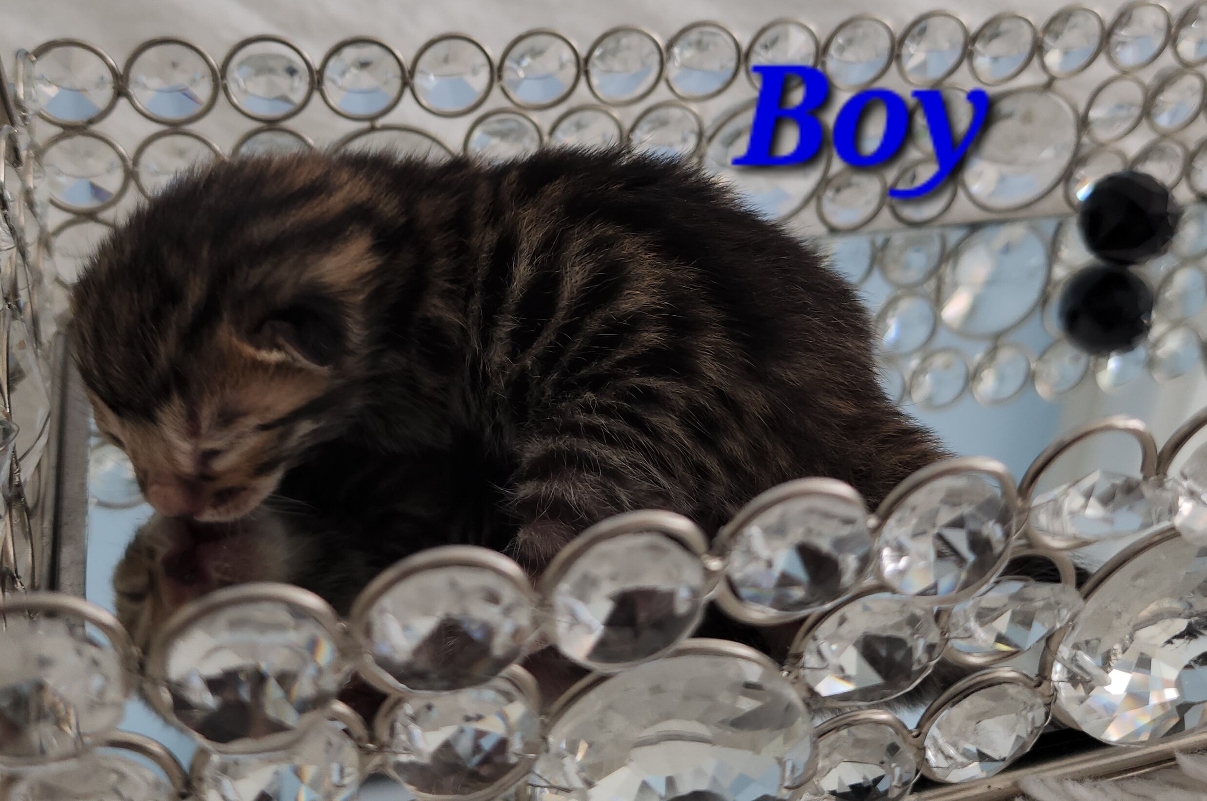 Purebred Brown Rosette Bengal Kitten in Minnesota